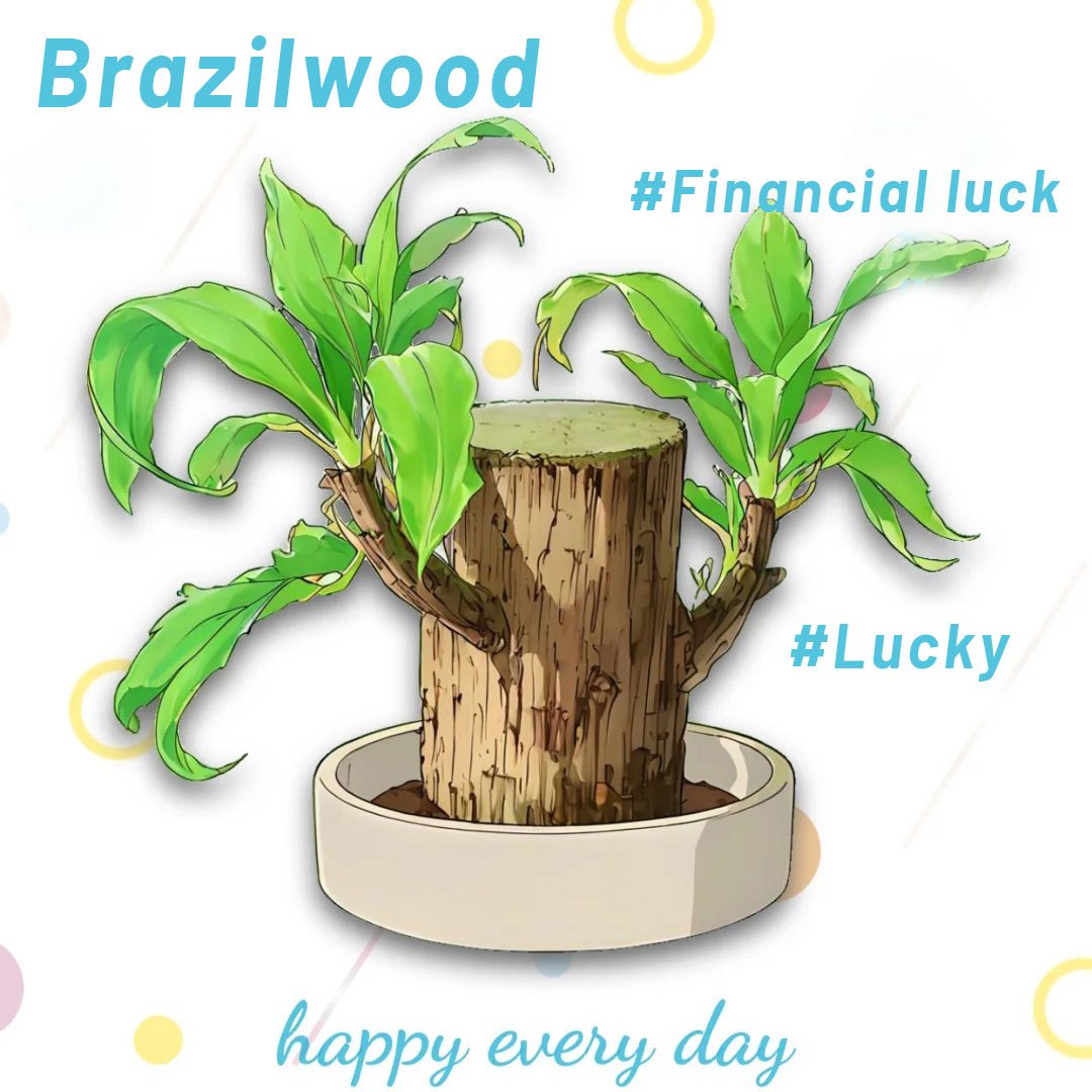 Brazilian Lucky Tree Set – 1/2/3 Trees with Mysterious Doll Base – Indoor Wealth & Fortune Plant - 1 set - Bonsai Tree