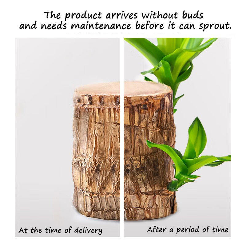 Brazilian Lucky Tree Set – 1/2/3 Trees with Mysterious Doll Base – Indoor Wealth & Fortune Plant - 1 set - Bonsai Tree