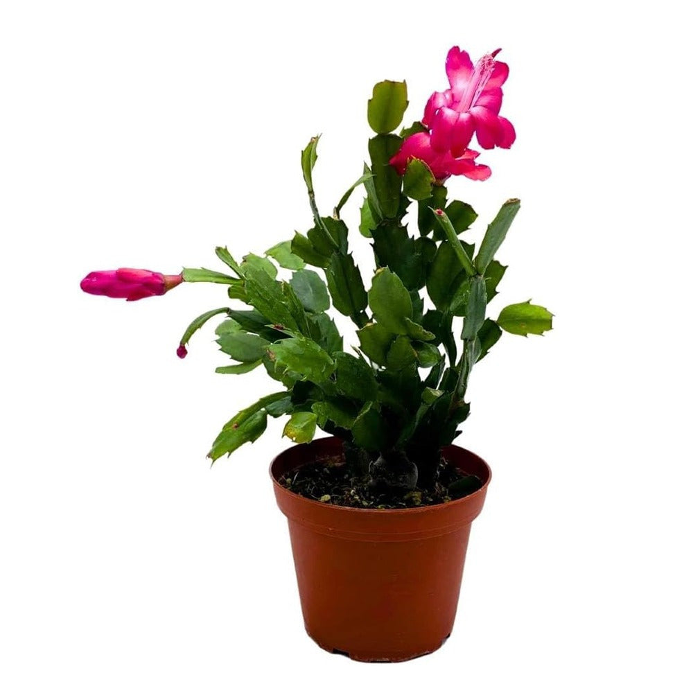Christmas Cactus Fully Rooted Live Indoor Plant – Holiday & Seasonal Décor - 22pcs - Live Plant
