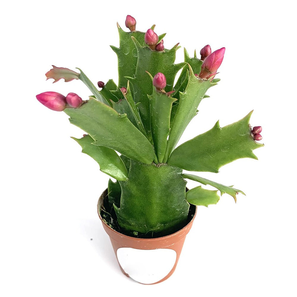 Christmas Cactus Fully Rooted Live Indoor Plant – Holiday & Seasonal Décor - 22pcs - Live Plant