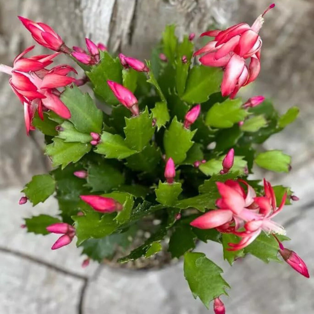 Christmas Cactus Fully Rooted Live Indoor Plant – Holiday & Seasonal Décor - 22pcs - Live Plant