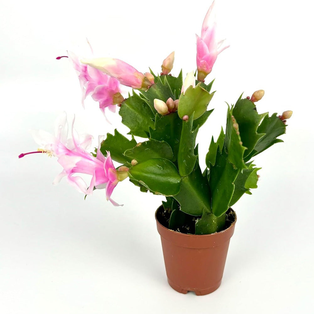 Christmas Cactus Fully Rooted Live Indoor Plant – Holiday & Seasonal Décor - 22pcs - Live Plant
