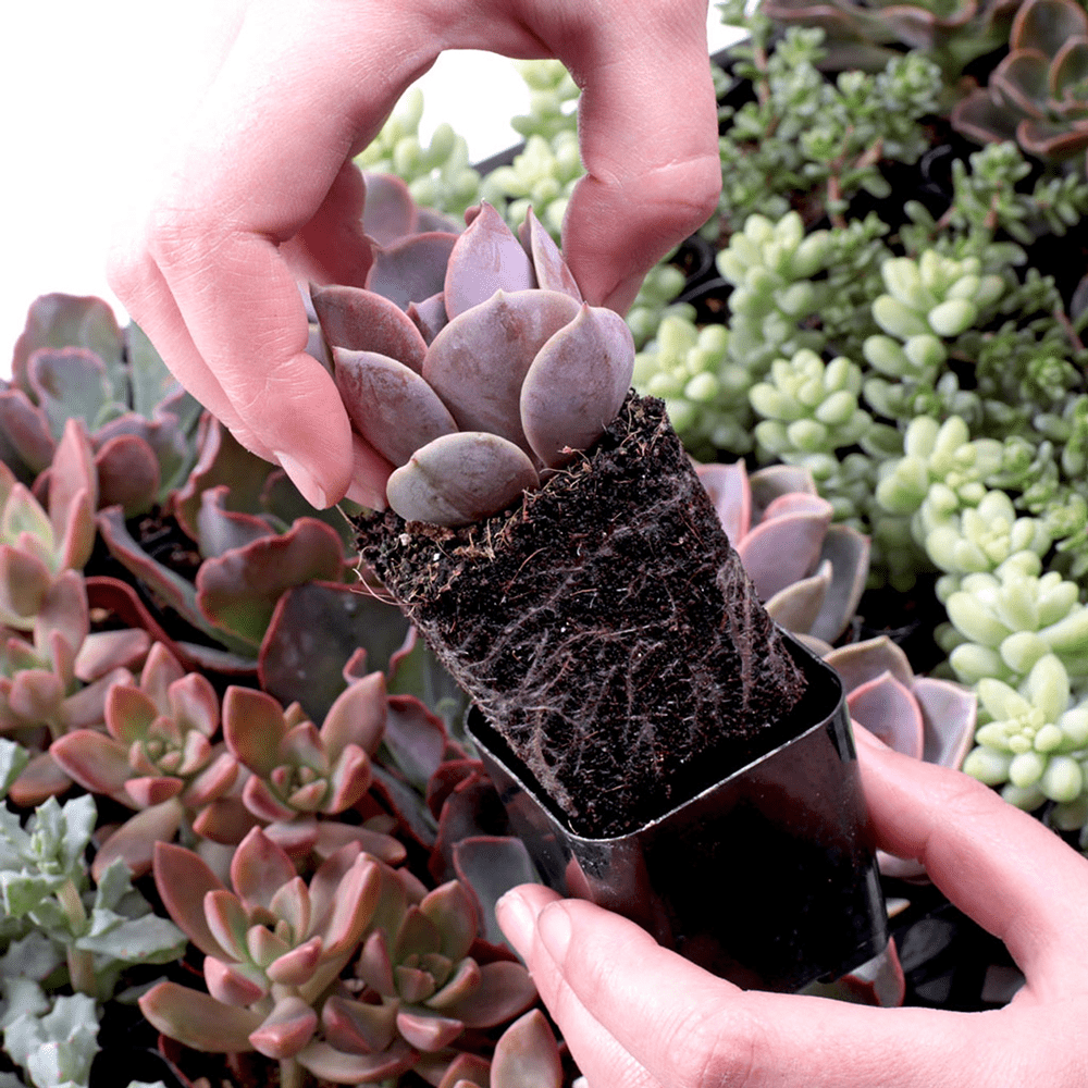 Live Echeveria Cacti & Succulent Plants – 8-Pack Variety of Echeveria Succulents for Indoor Decor - Random Types - Live