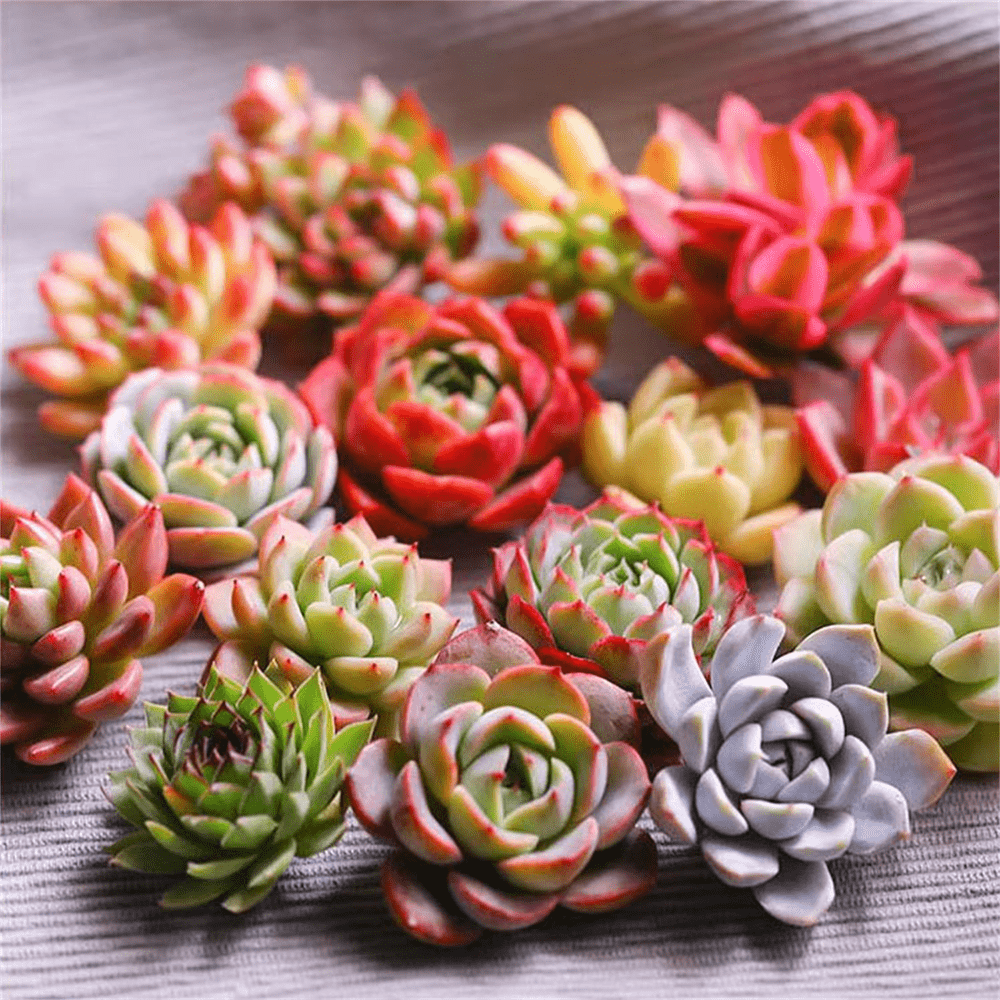 Live Echeveria Cacti & Succulent Plants – 8-Pack Variety of Echeveria Succulents for Indoor Decor - Random Types - Live