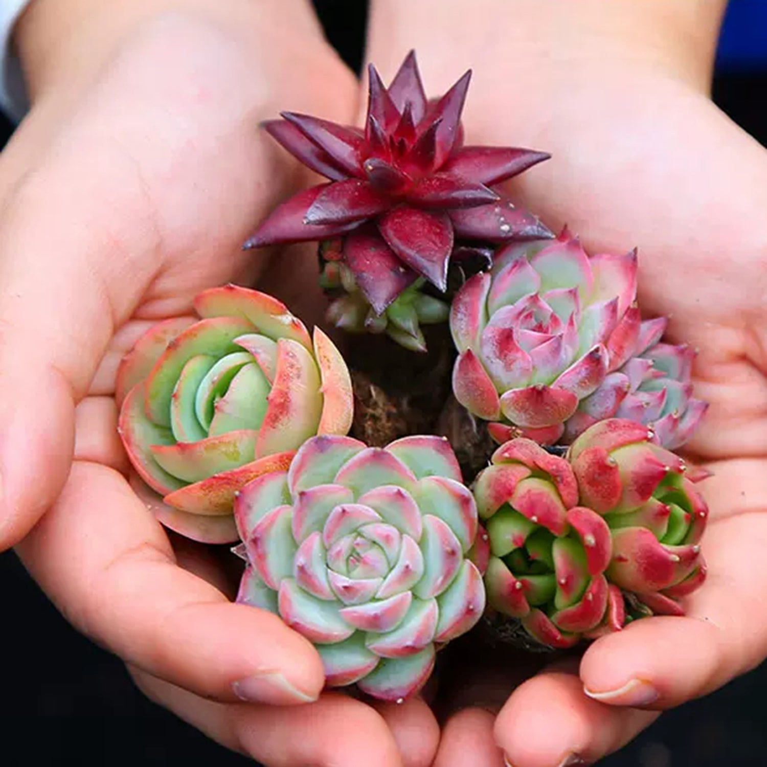 Live Echeveria Cacti & Succulent Plants – 8-Pack Variety of Echeveria Succulents for Indoor Decor - Random Types - Live