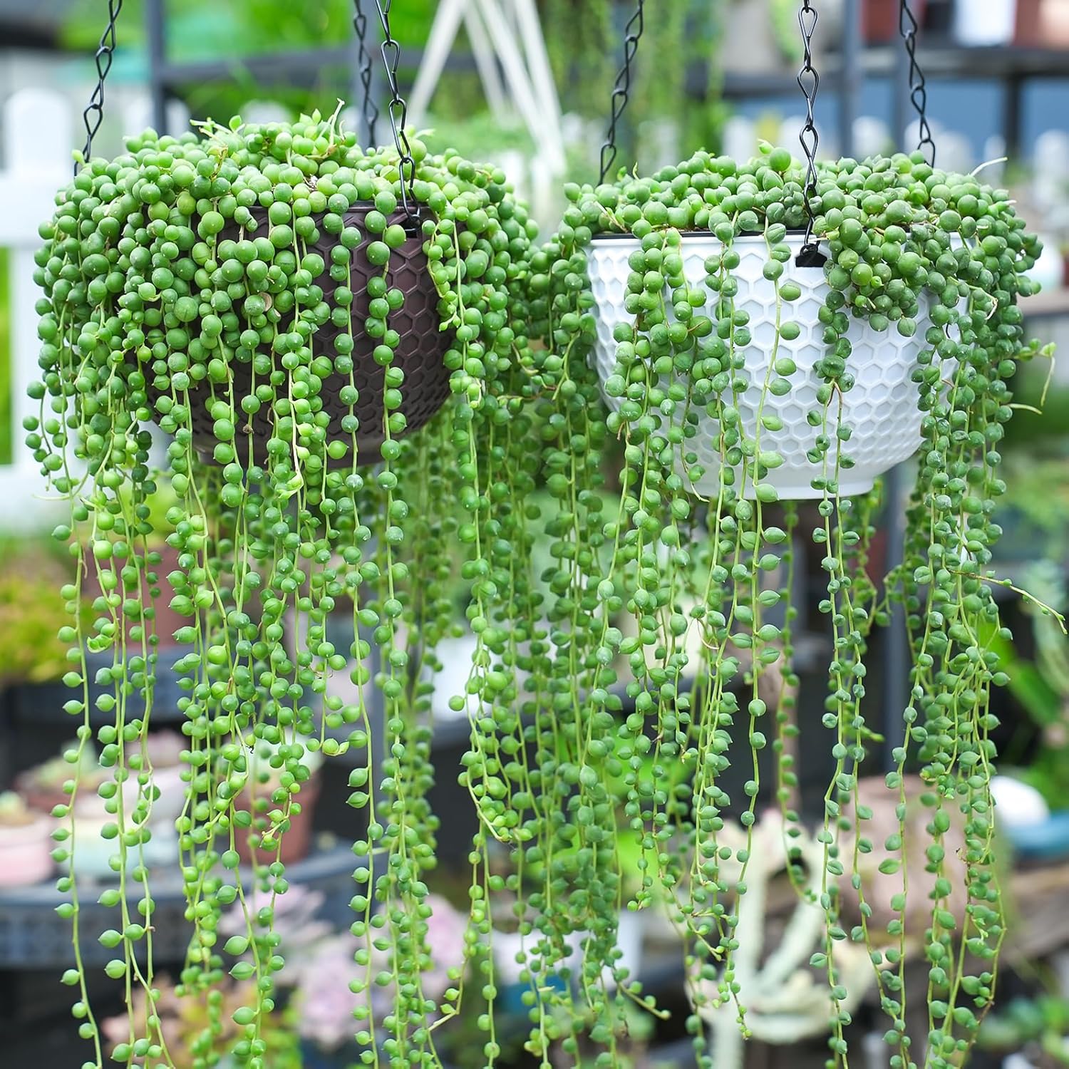 Live Succulent (4’’ String of Pearls) – Rare Fully Rooted Succulent Plant for Home and Office Décor - Live Plant