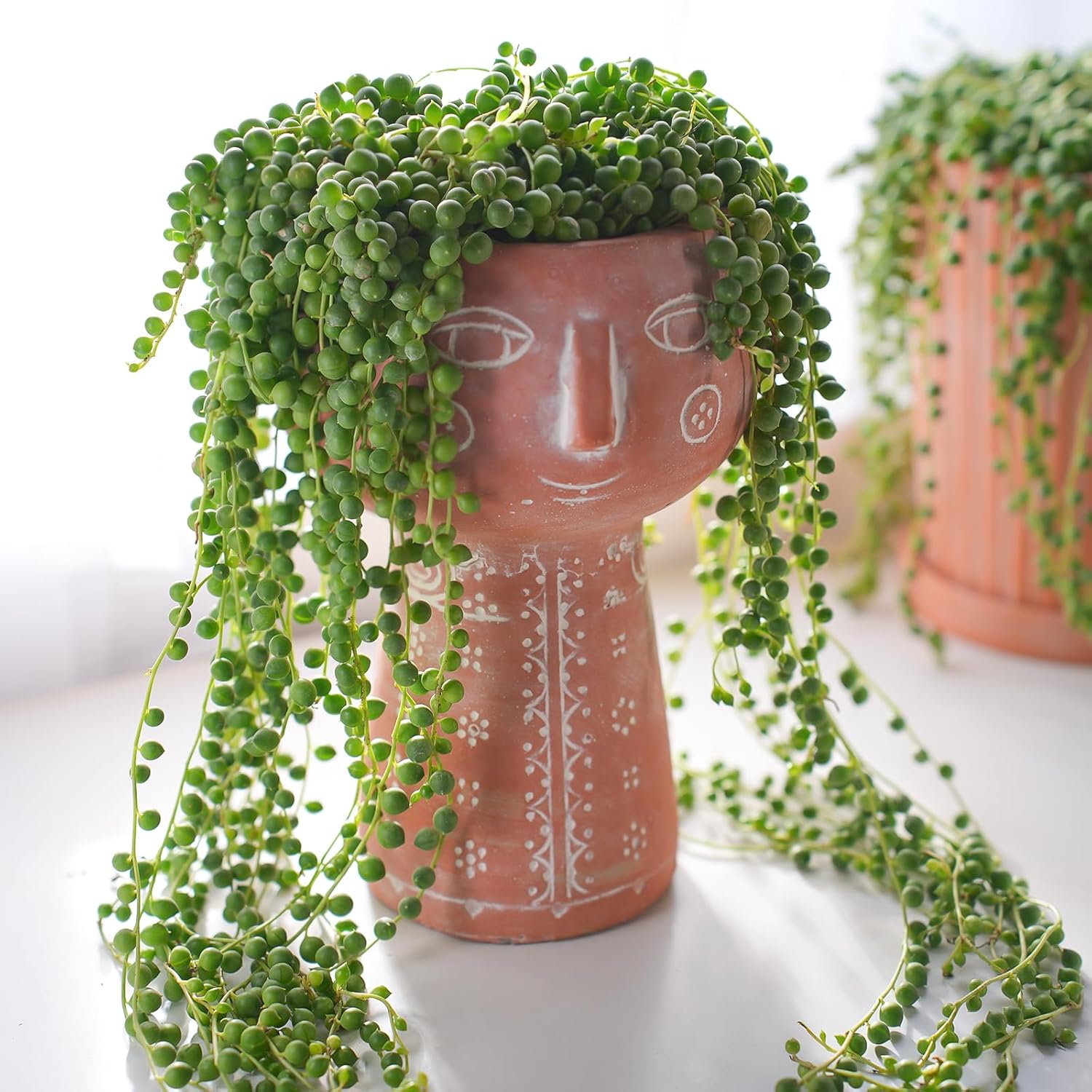 Live Succulent (4’’ String of Pearls) – Rare Fully Rooted Succulent Plant for Home and Office Décor - Live Plant