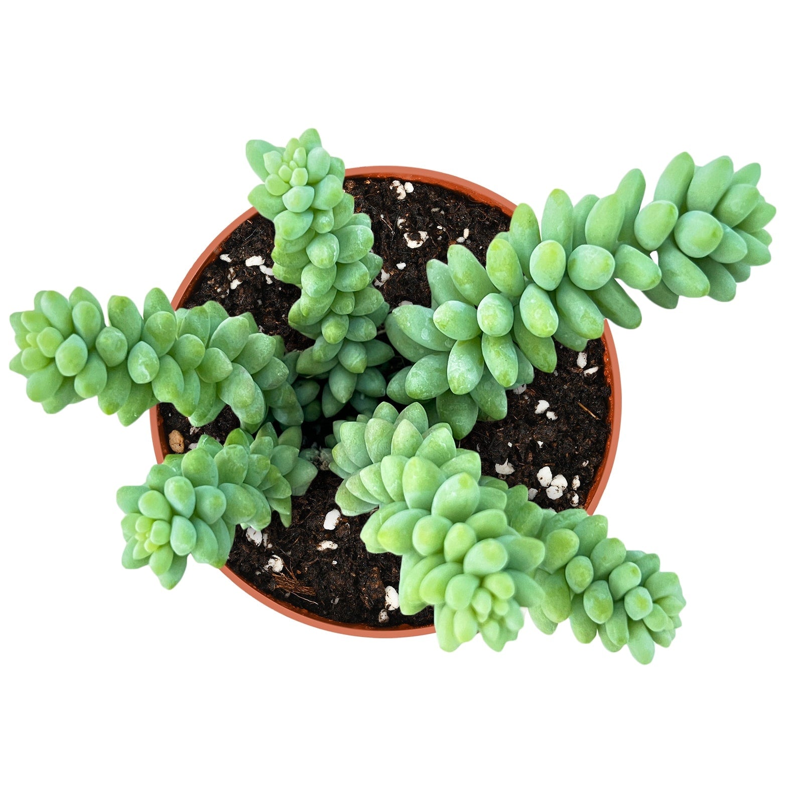 Live Succulent (4’’ String of Pearls) – Rare Fully Rooted Succulent Plant for Home and Office Décor - Live Plant