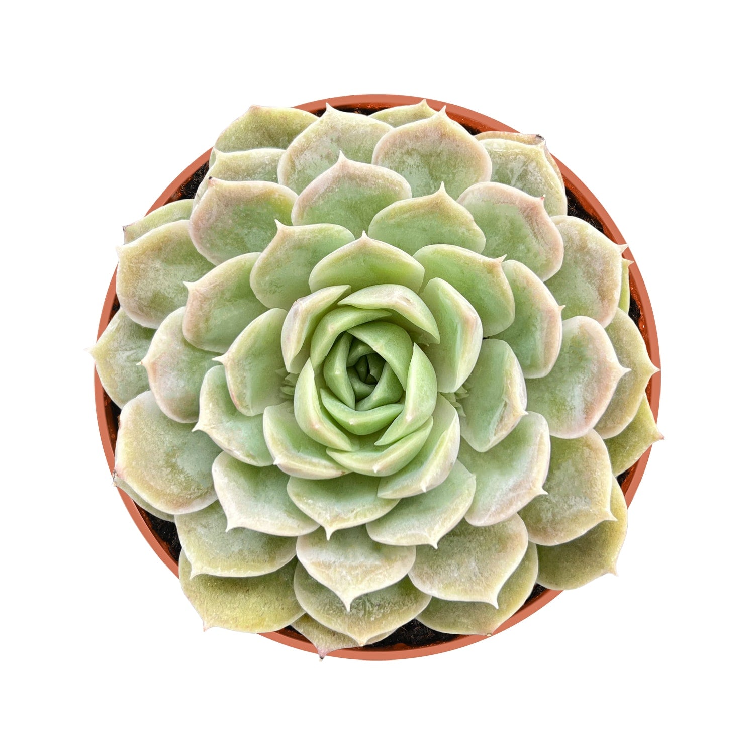 Live Succulent (4’’ String of Pearls) – Rare Fully Rooted Succulent Plant for Home and Office Décor - Echeveria cv.