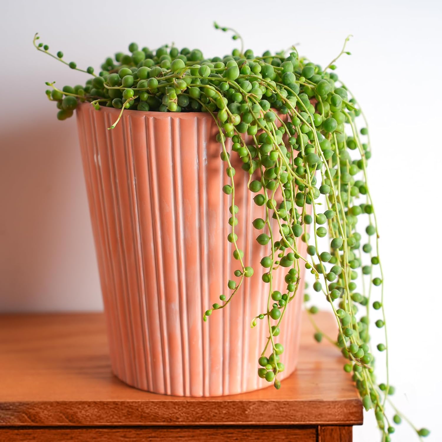 Live Succulent (4’’ String of Pearls) – Rare Fully Rooted Succulent Plant for Home and Office Décor - Live Plant