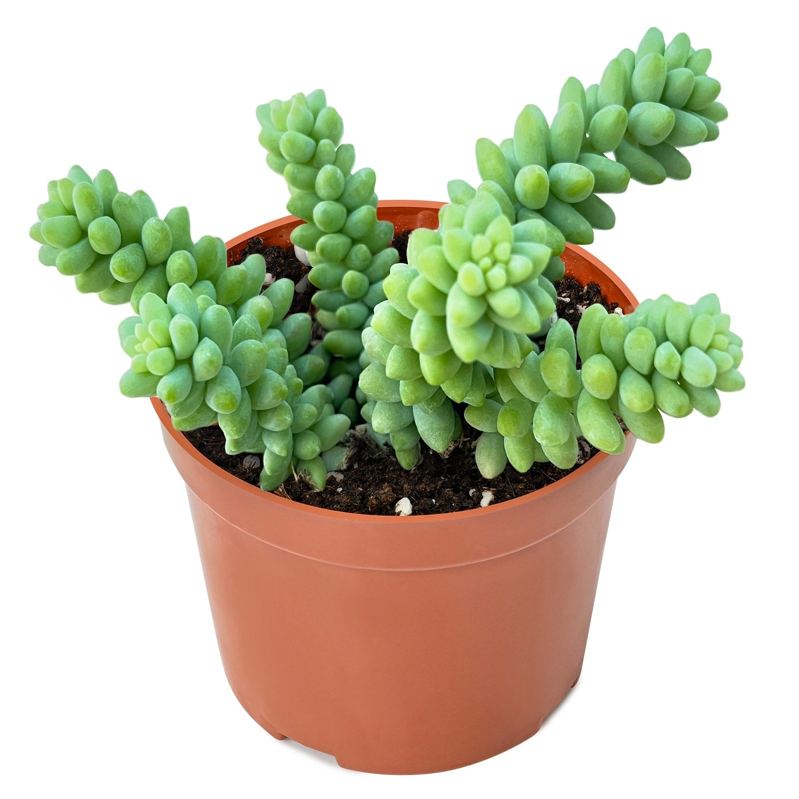 Live Succulent (4’’ String of Pearls) – Rare Fully Rooted Succulent Plant for Home and Office Décor - Live Plant