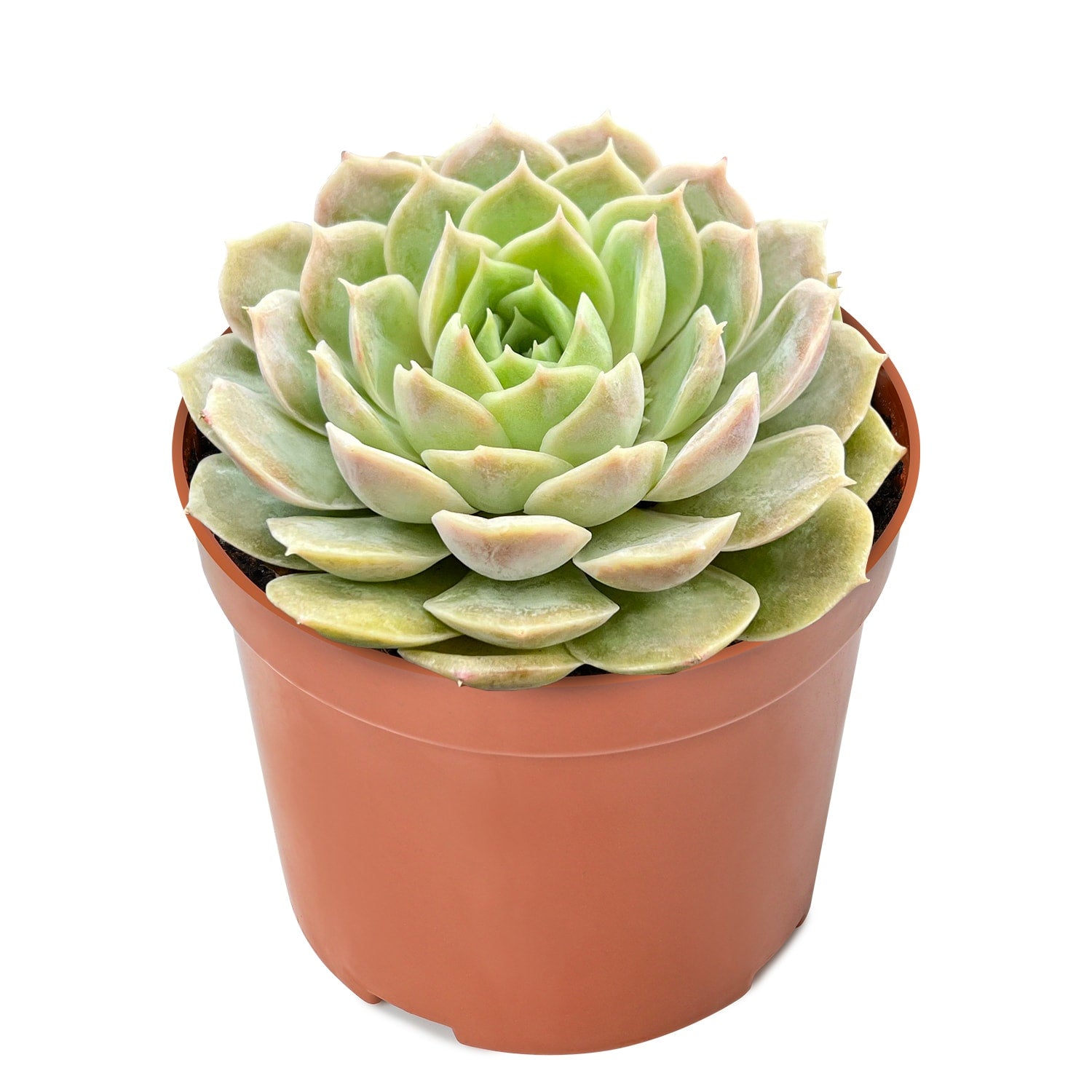 Live Succulent (4’’ String of Pearls) – Rare Fully Rooted Succulent Plant for Home and Office Décor - Live Plant