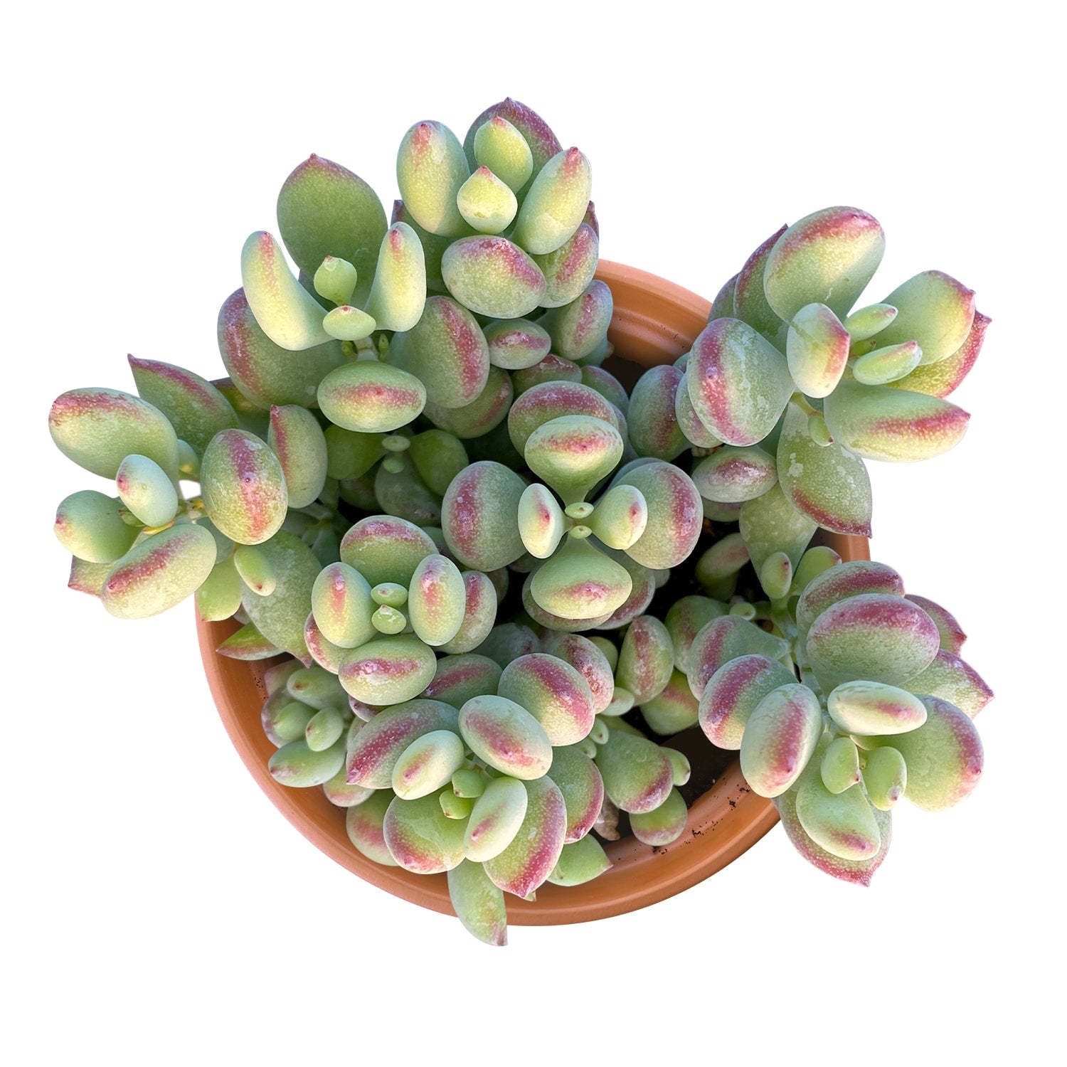 Live Succulent (4’’ String of Pearls) – Rare Fully Rooted Succulent Plant for Home and Office Décor - Live Plant