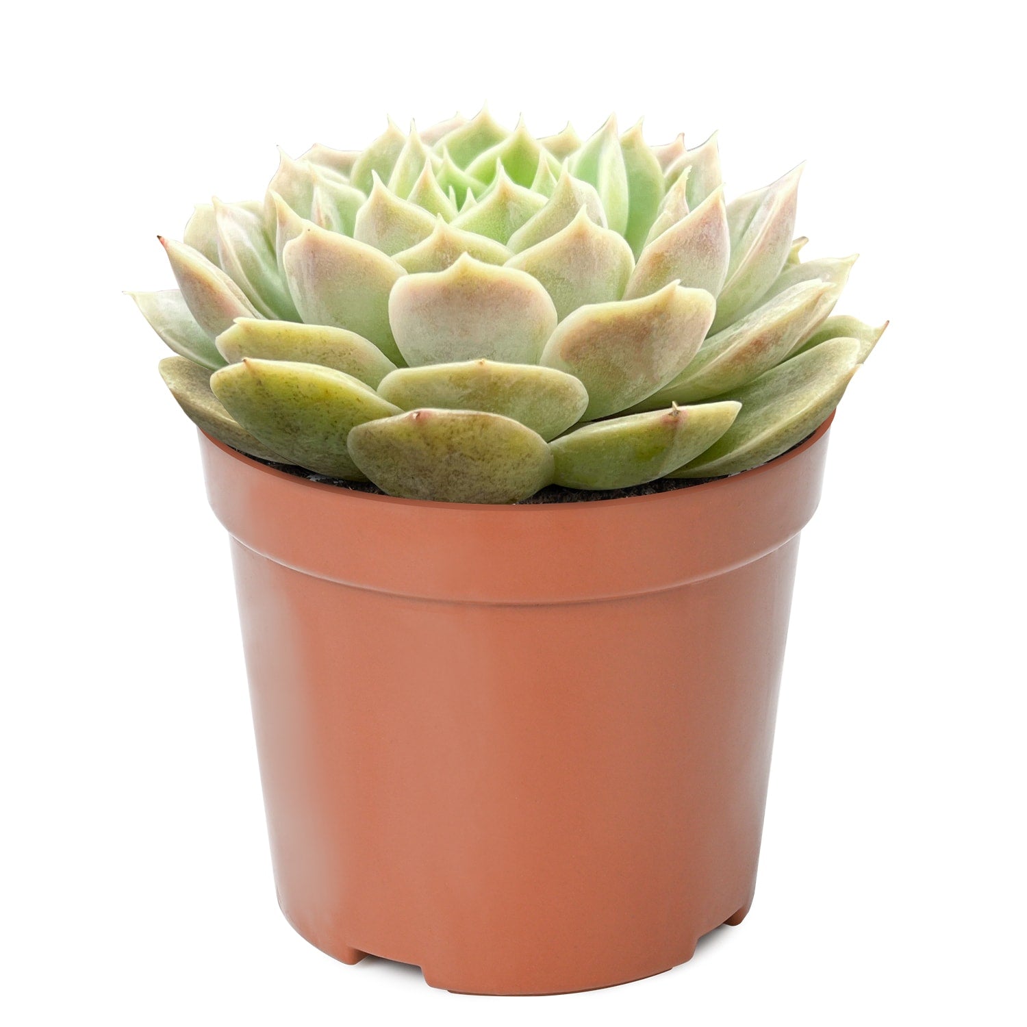 Live Succulent (4’’ String of Pearls) – Rare Fully Rooted Succulent Plant for Home and Office Décor - Live Plant