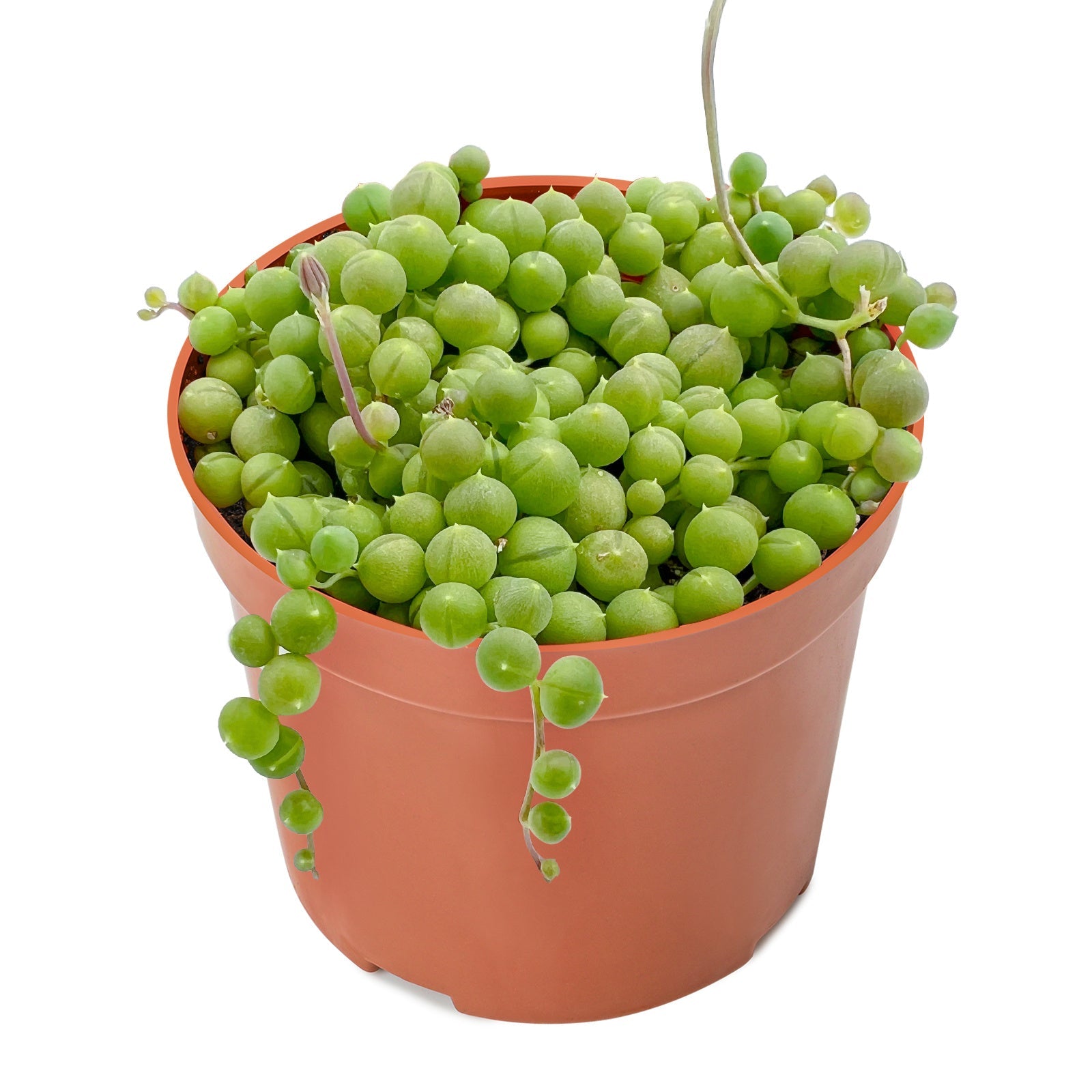 Live Succulent (4’’ String of Pearls) – Rare Fully Rooted Succulent Plant for Home and Office Décor - String of Pearls