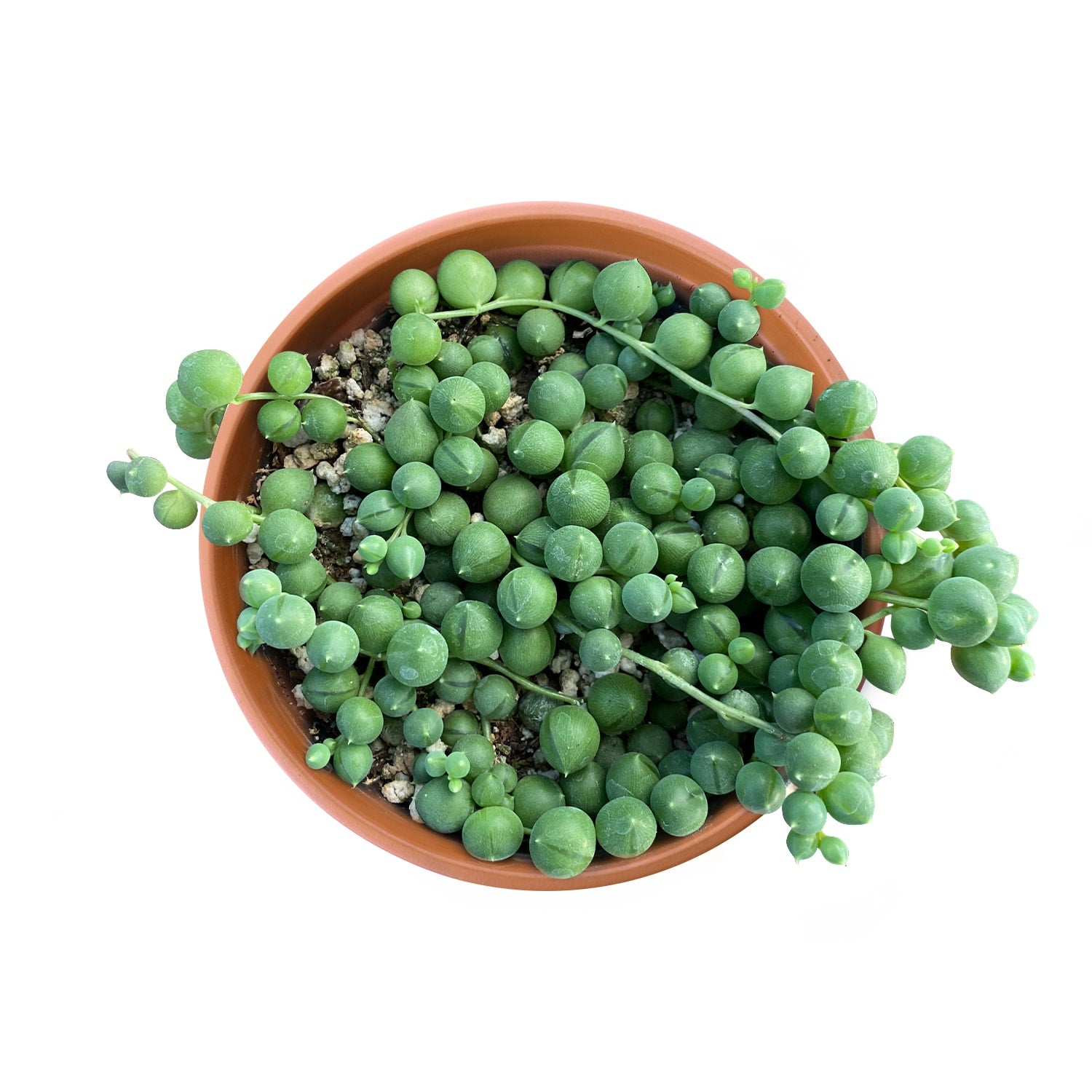 Live Succulent (4’’ String of Pearls) – Rare Fully Rooted Succulent Plant for Home and Office Décor - Live Plant