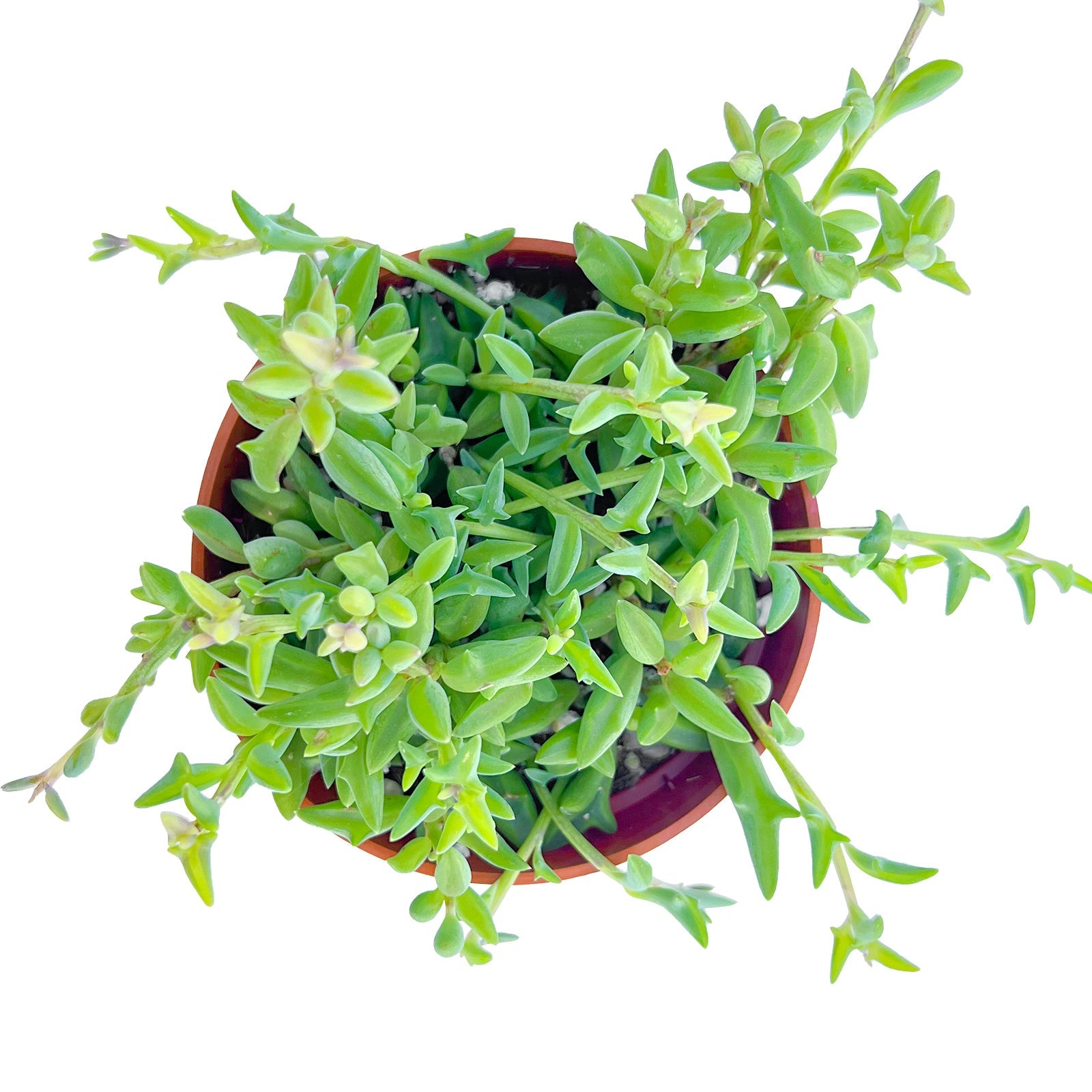 Live Succulent (4’’ String of Pearls) – Rare Fully Rooted Succulent Plant for Home and Office Décor - Live Plant