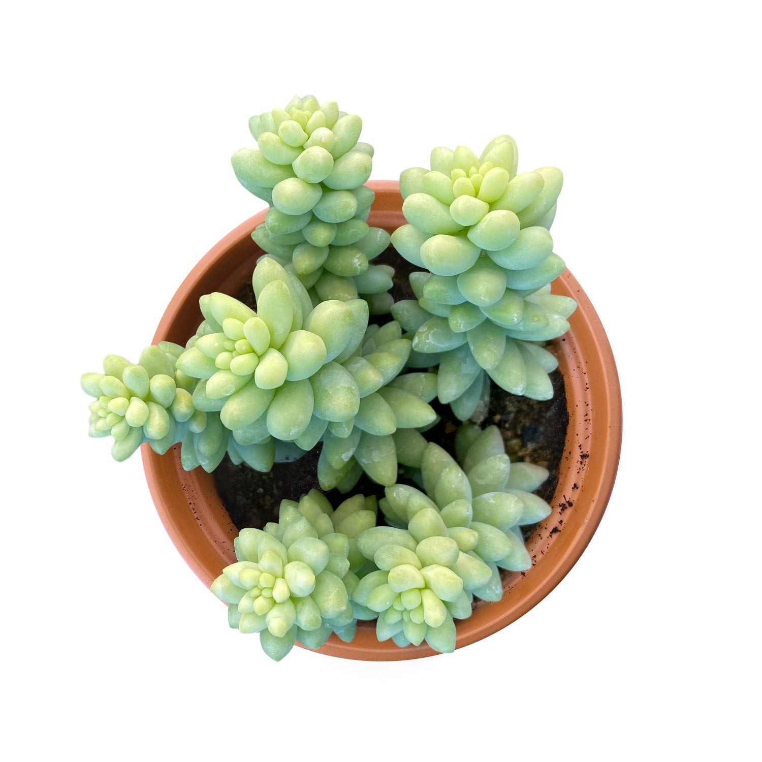 Live Succulent (4’’ String of Pearls) – Rare Fully Rooted Succulent Plant for Home and Office Décor - Live Plant