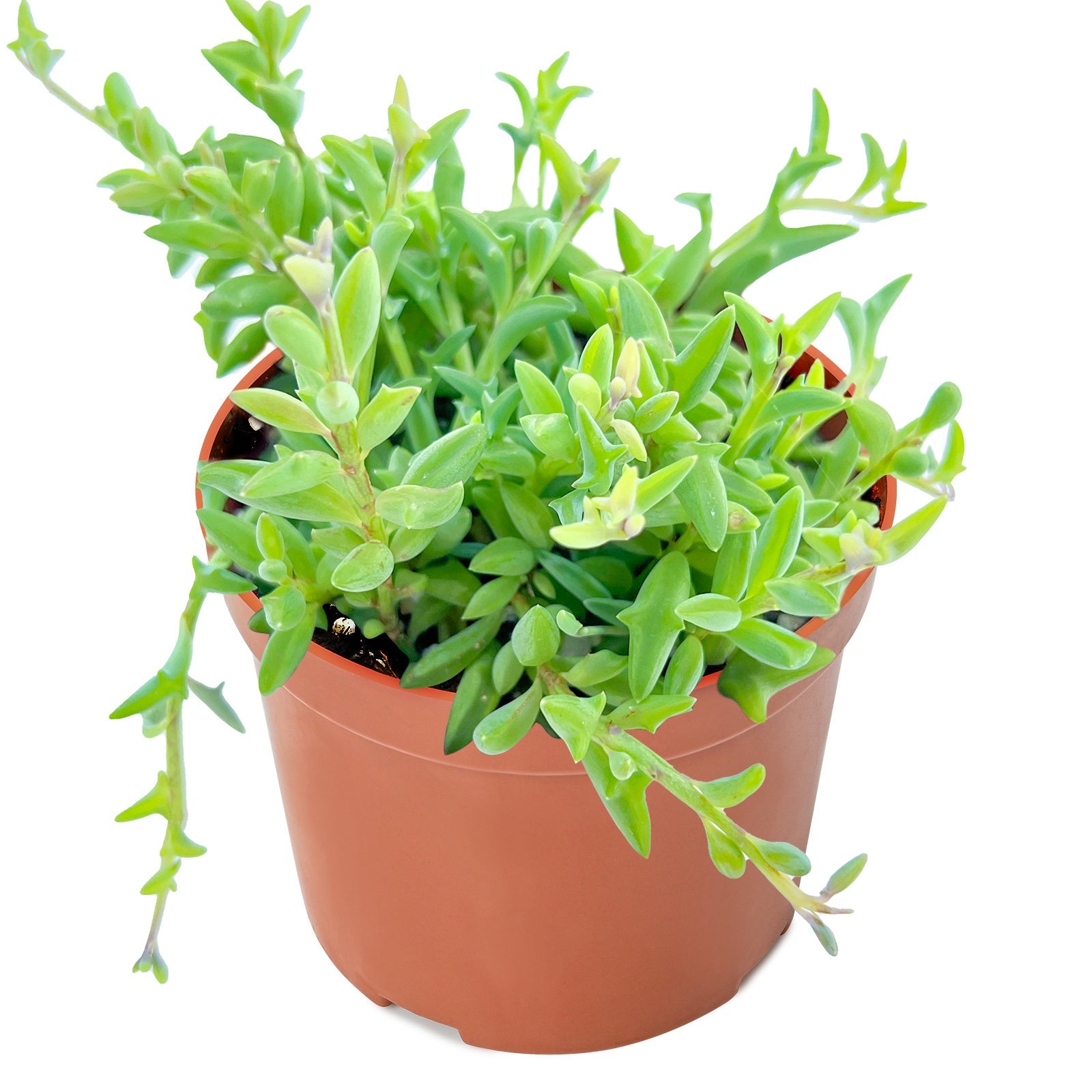 Live Succulent (4’’ String of Pearls) – Rare Fully Rooted Succulent Plant for Home and Office Décor - String