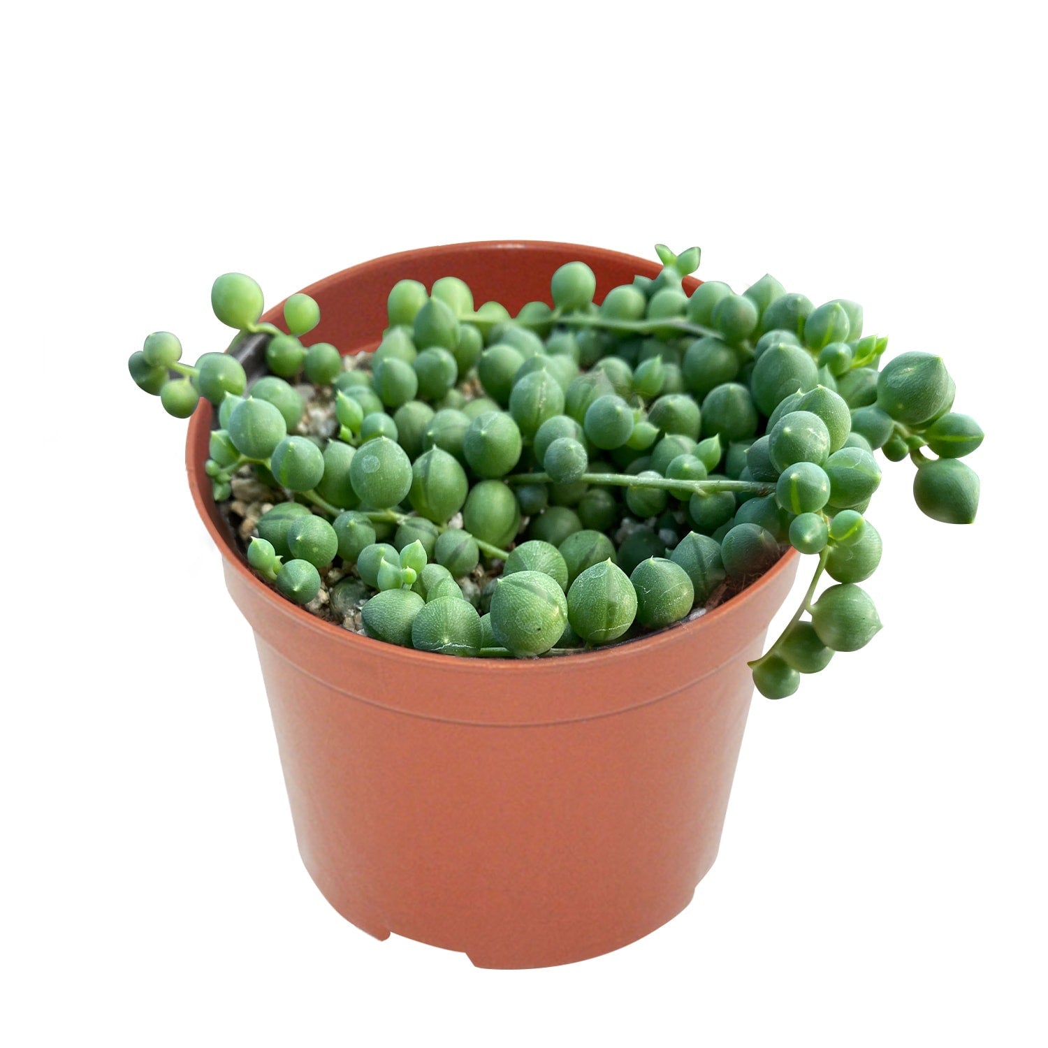 Live Succulent (4’’ String of Pearls) – Rare Fully Rooted Succulent Plant for Home and Office Décor - Live Plant