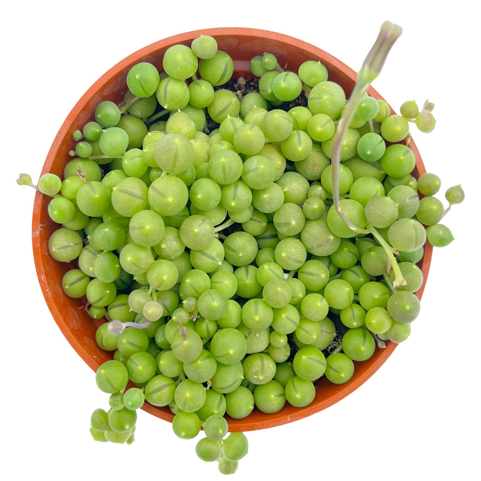 Live Succulent (4’’ String of Pearls) – Rare Fully Rooted Succulent Plant for Home and Office Décor - Live Plant