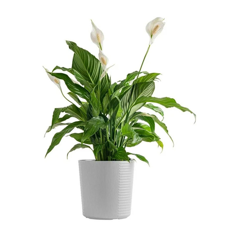 Peace Lily Plants – High Germination Rate Easy to Grow Indoor Plant for Home Office & Living Room - 99999 - Live Plant