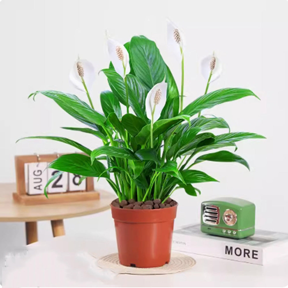 Peace Lily Plants – High Germination Rate Easy to Grow Indoor Plant for Home Office & Living Room - 99999 - Live Plant