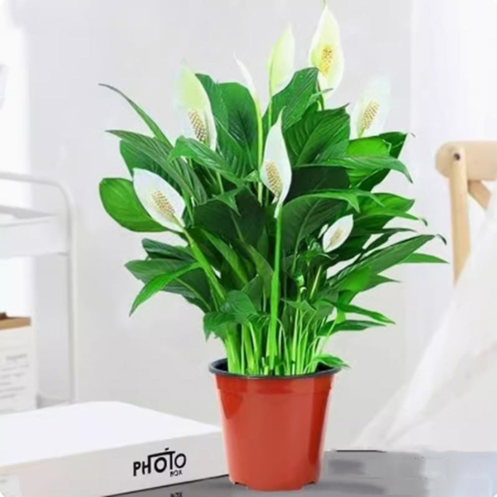 Peace Lily Plants – High Germination Rate Easy to Grow Indoor Plant for Home Office & Living Room - 99999 - Live Plant