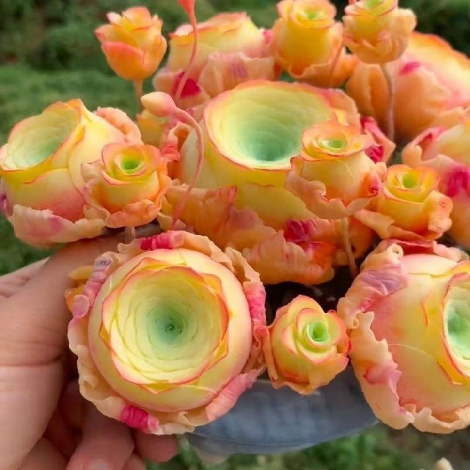 1000 Mountain Rose Seeds - Succulent Peach Rose & Mountain Purple Wine Glass Rose - Perfect for Indoor Potted Plants &