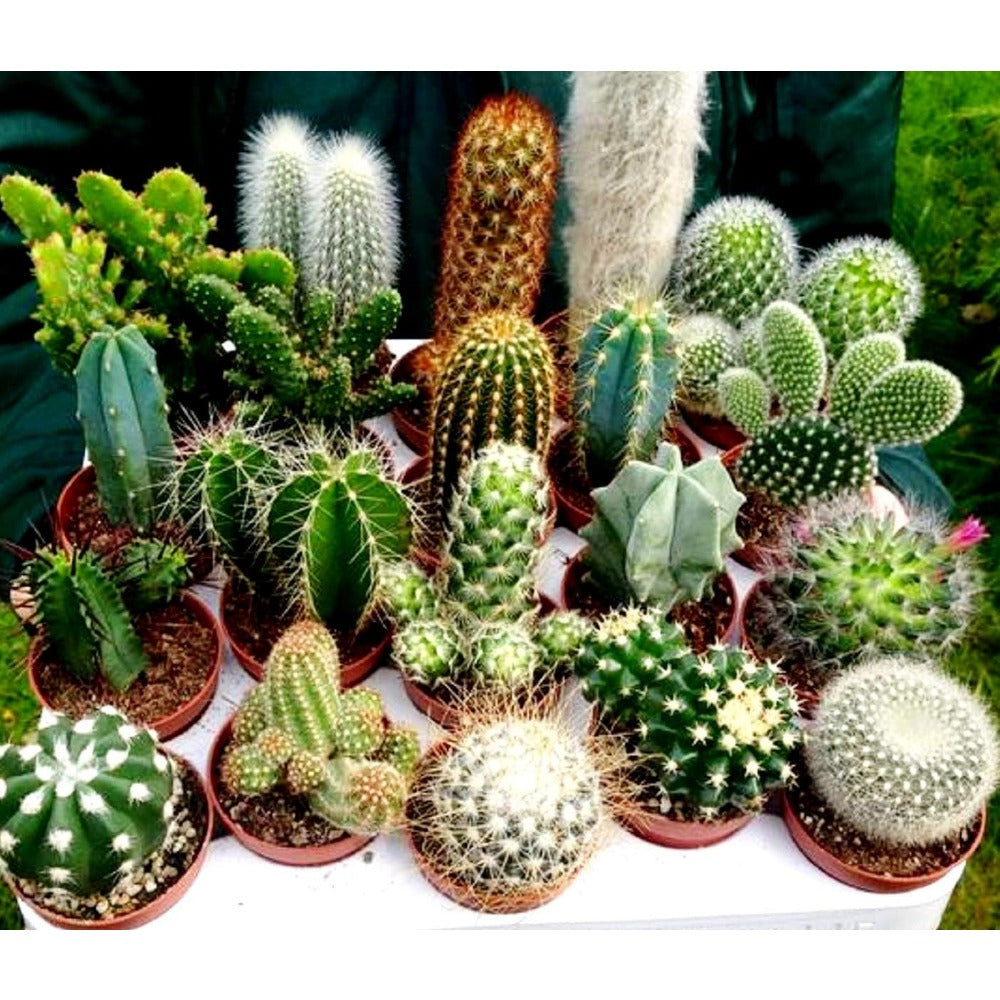 50 Mixed Cactus Plants for Home Cultivation - Sunny Window Sill Cactus Kit with Neutral Slightly Alkaline Soil