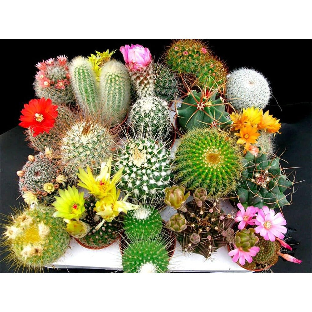 50 Mixed Cactus Plants for Home Cultivation - Sunny Window Sill Cactus Kit with Neutral Slightly Alkaline Soil