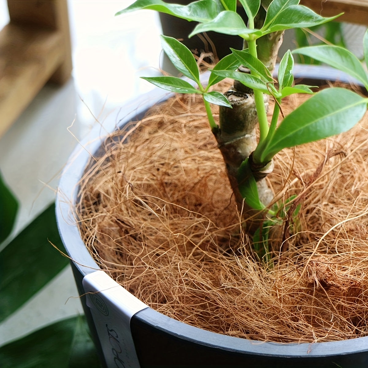 50g Coconut Husk Fiber – Insect-Proof Garden Cover for Flowers Warm Soil Protection Reptile Bedding & Bird Nest