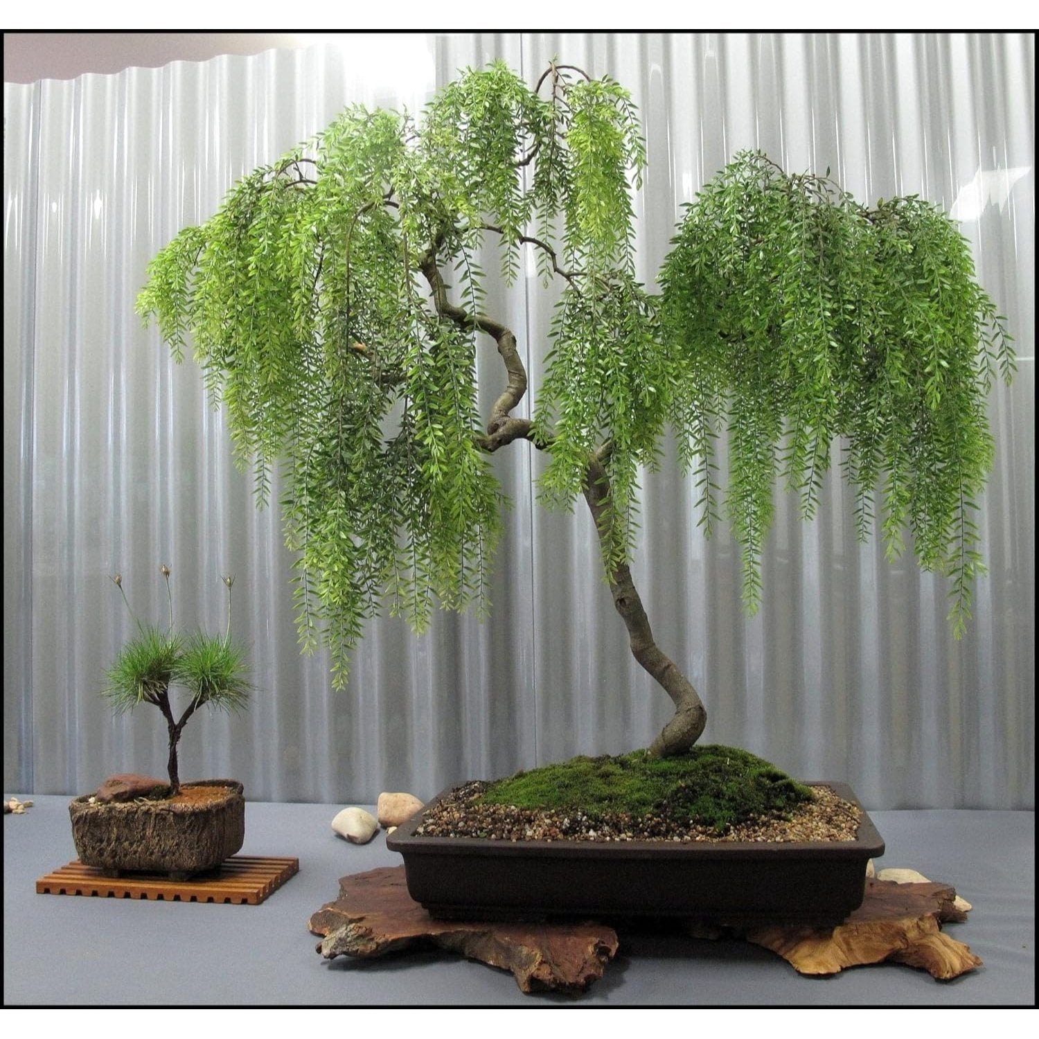 Bonsai Tree – Thick Trunk with Graceful Weeping Leaves and Branches – 1 Piece - One Thick Bonsai Cutting - Bonsai Tree
