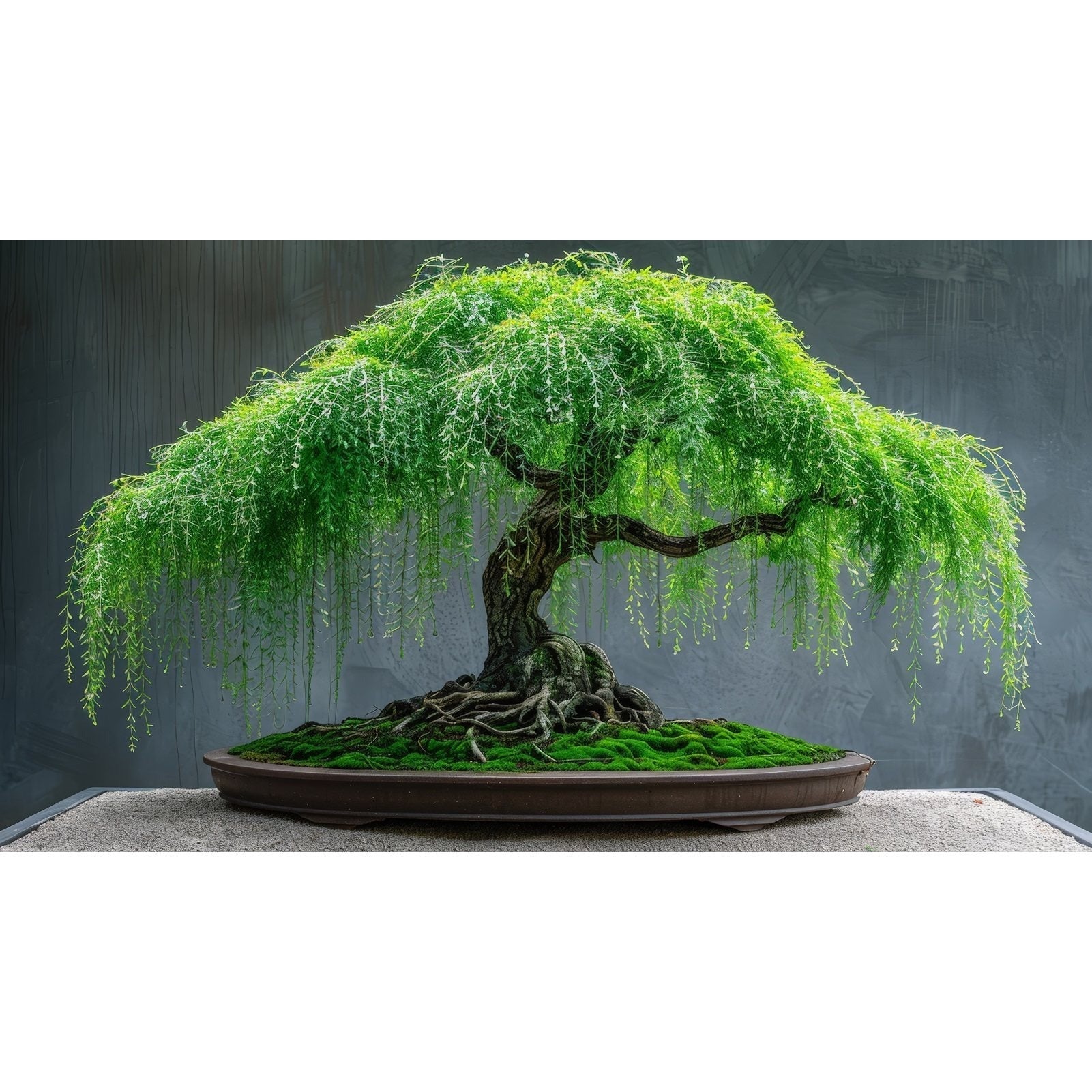 Bonsai Tree – Thick Trunk with Graceful Weeping Leaves and Branches – 1 Piece - One Thick Bonsai Cutting - Bonsai Tree