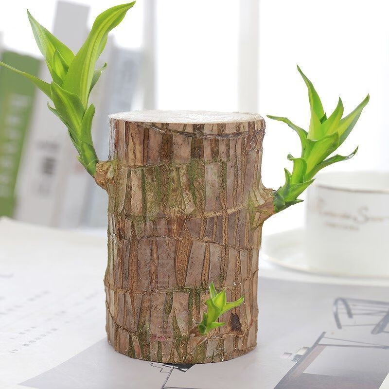 Brazilian Lucky Tree Set – 1/2/3 Trees with Mysterious Doll Base – Indoor Wealth & Fortune Plant - 1 set - Bonsai Tree