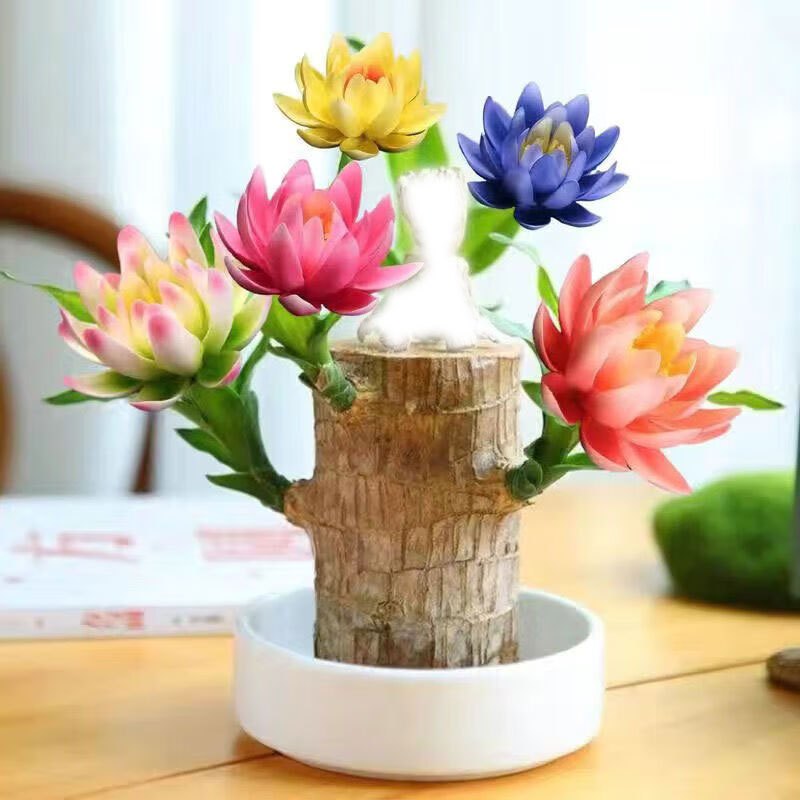 Brazilian Lucky Tree Set – 1/2/3 Trees with Mysterious Doll Base – Indoor Wealth & Fortune Plant - 1 set - Bonsai Tree