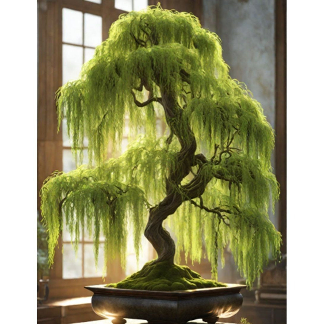 Hey Dina Bonsai Tree – Thick Trunk Starter for Beginners and Experts | Indoor/Outdoor Bonsai Tree - One Piece - Bonsai