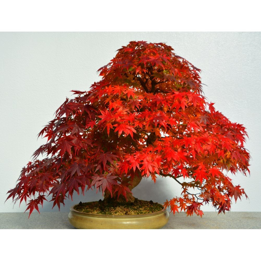 Japanese Maple Bonsai Tree – Vibrant Foliage Easy-Care Indoor & Outdoor Bonsai Plant - 50 - Bonsai Tree