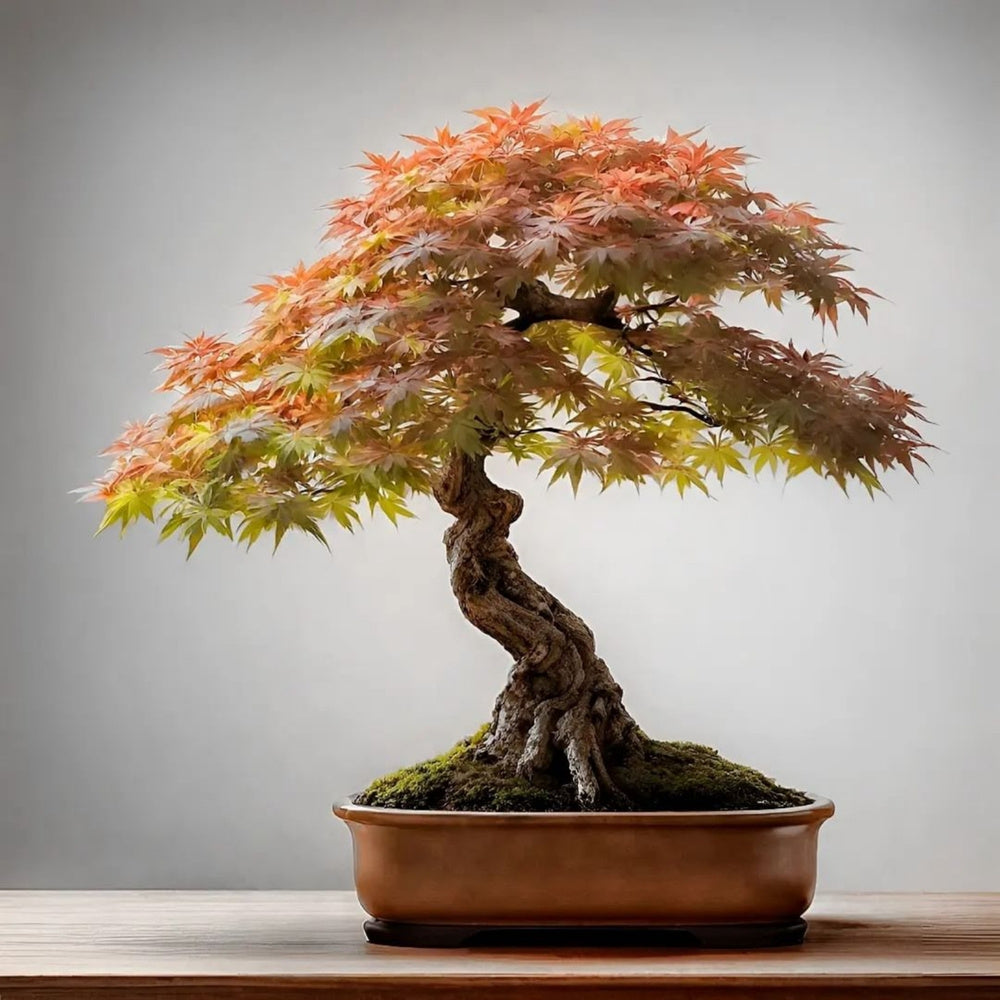 Japanese Maple Bonsai Tree – Vibrant Foliage Easy-Care Indoor & Outdoor Bonsai Plant - 50 - Bonsai Tree