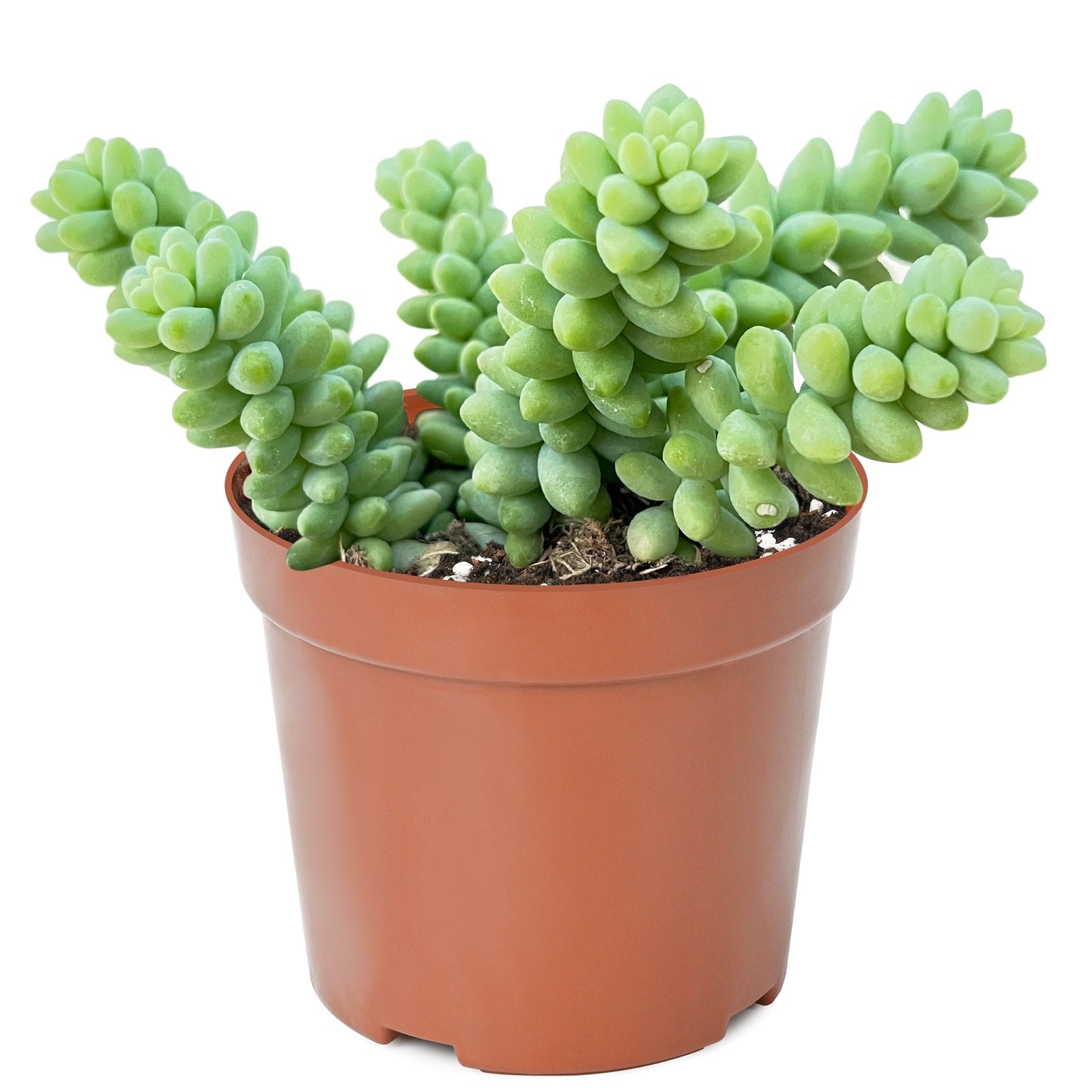 Live Succulent (4’’ String of Pearls) – Rare Fully Rooted Succulent Plant for Home and Office Décor - Donkey Tails