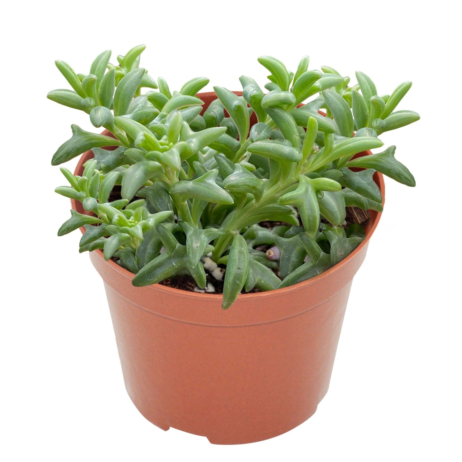 Live Succulent (4’’ String of Pearls) – Rare Fully Rooted Succulent Plant for Home and Office Décor - Live Plant