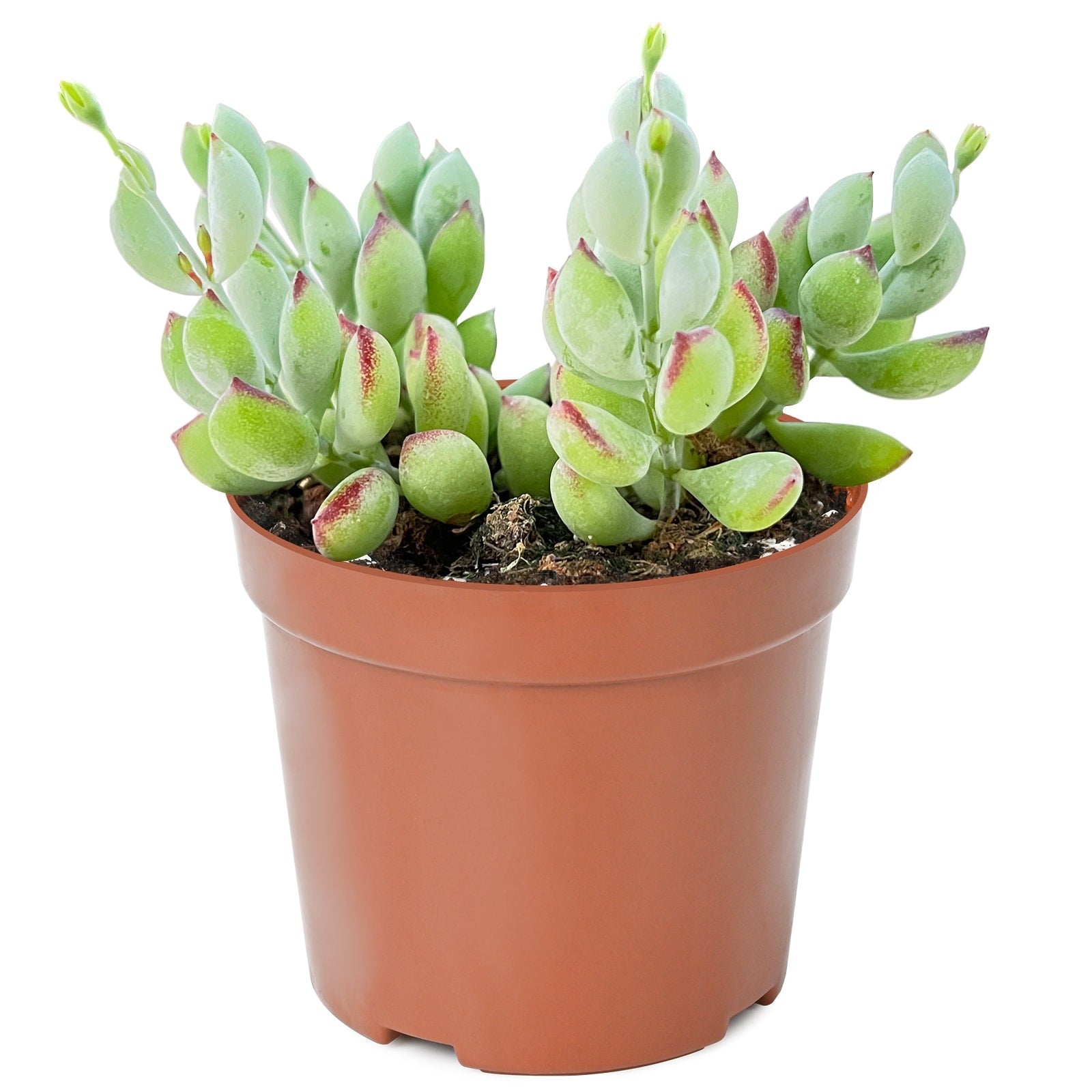 Live Succulent (4’’ String of Pearls) – Rare Fully Rooted Succulent Plant for Home and Office Décor - Live Plant