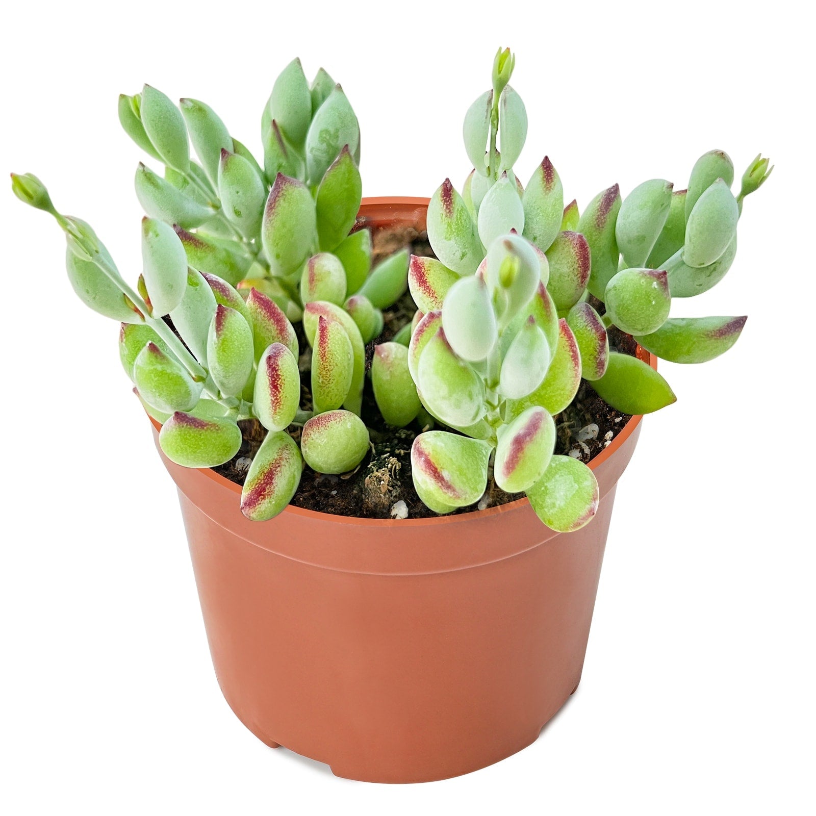 Live Succulent (4’’ String of Pearls) – Rare Fully Rooted Succulent Plant for Home and Office Décor - Live Plant
