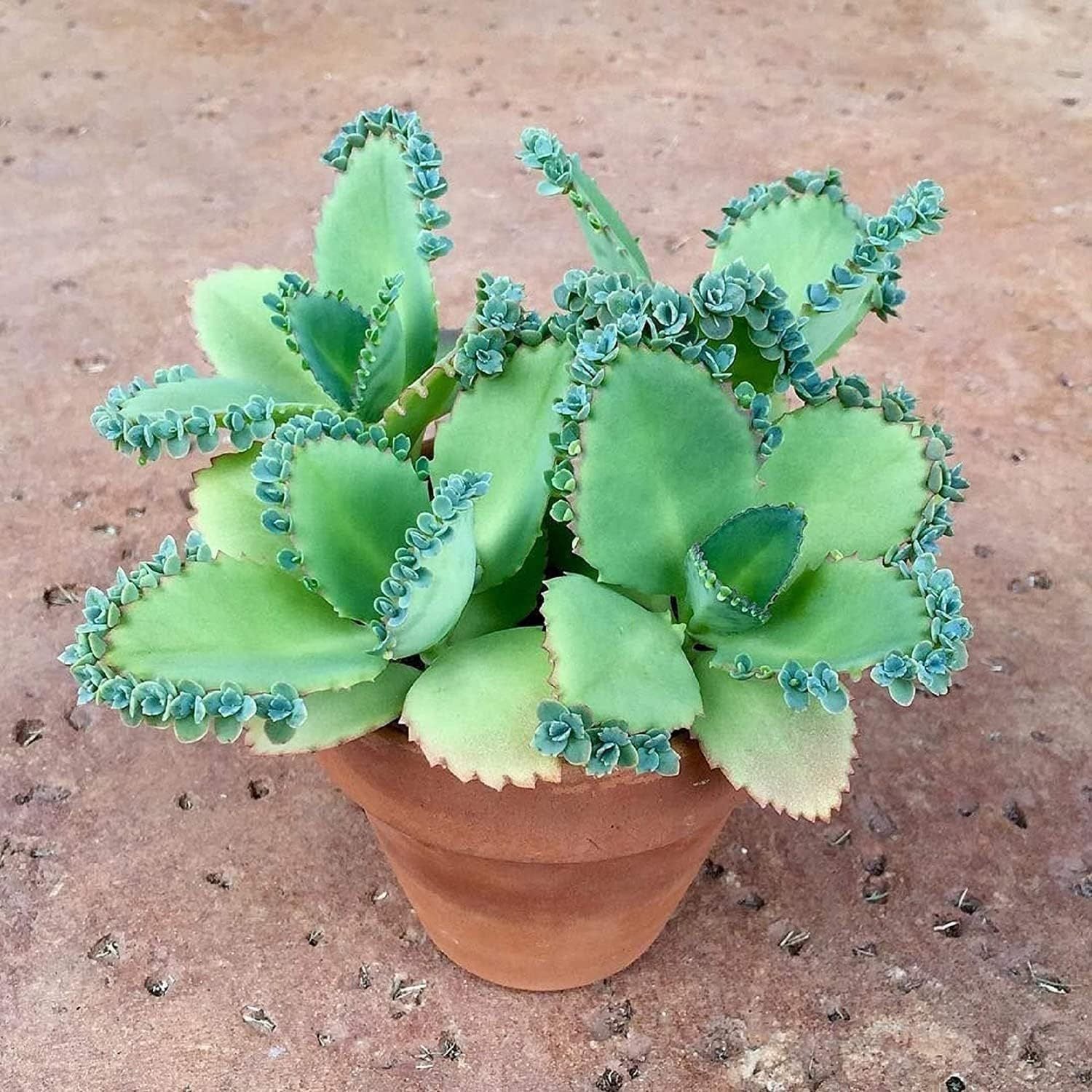Mother of Thousands House Plant - 2 Inch Pot - 1 Complete Kit - Live Plant