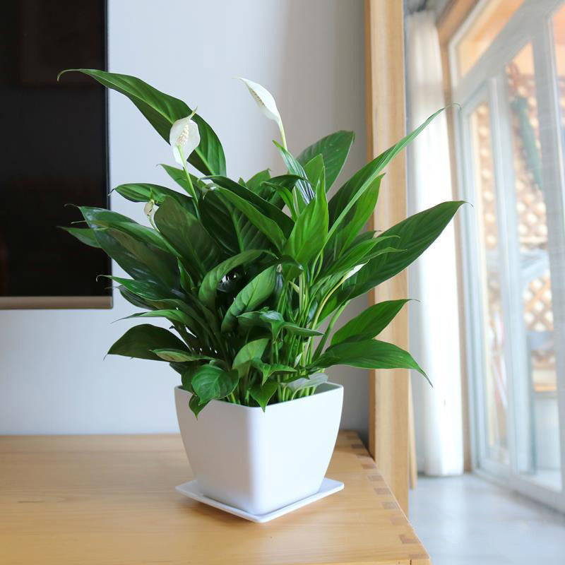 Peace Lily Plants – High Germination Rate Easy to Grow Indoor Plant for Home Office & Living Room - 99999 - Live Plant