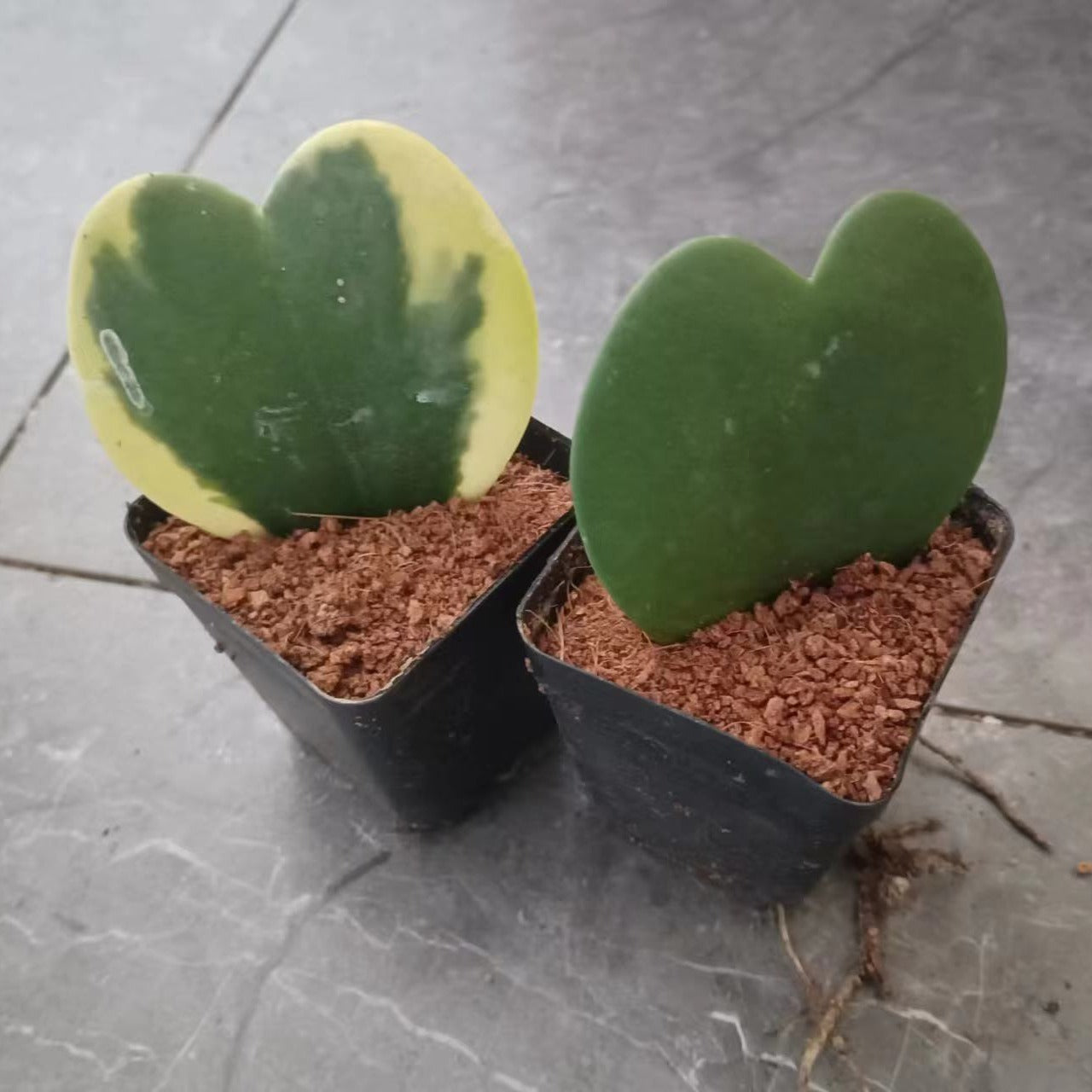 Rainbow Heart Hoya: Exotic Blend of Love & Nature’s Palette - 1 pcs - Live Plant