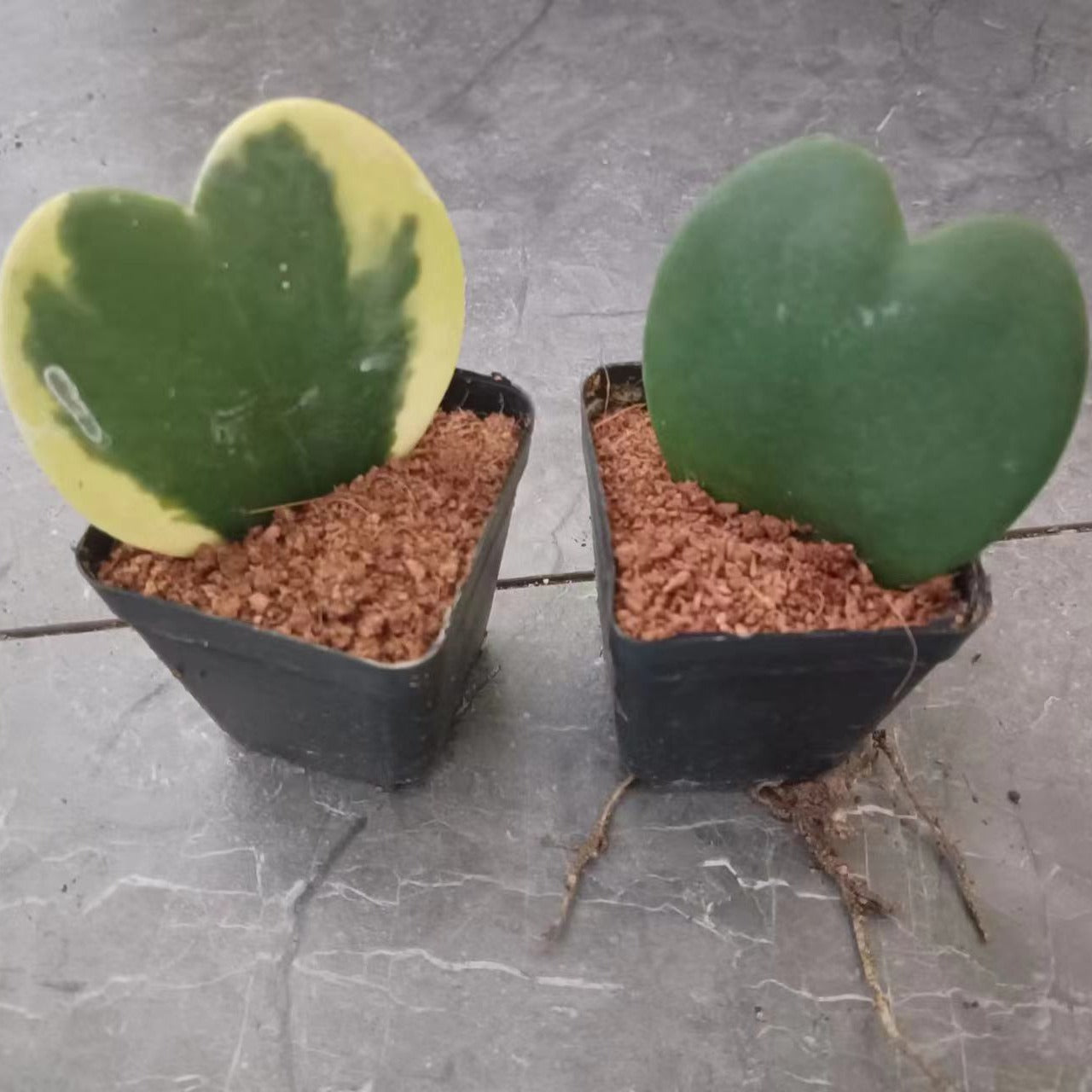 Rainbow Heart Hoya: Exotic Blend of Love & Nature’s Palette - 1 pcs - Live Plant