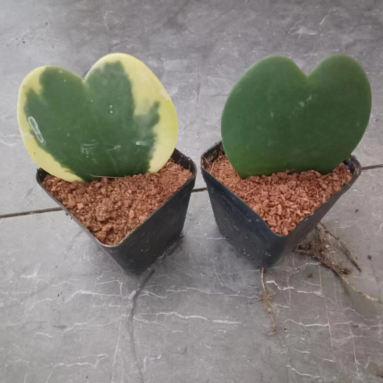 Rainbow Heart Hoya: Exotic Blend of Love & Nature’s Palette - 1 pcs - Live Plant