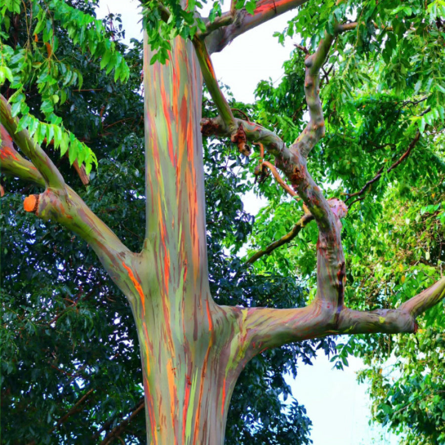 Rare Plant Seeds - 100pcs Rainbow Eucalyptus Hawaiian Seeds - Fast-Growing Tall Apple Landscape Tree - Perfect for Home
