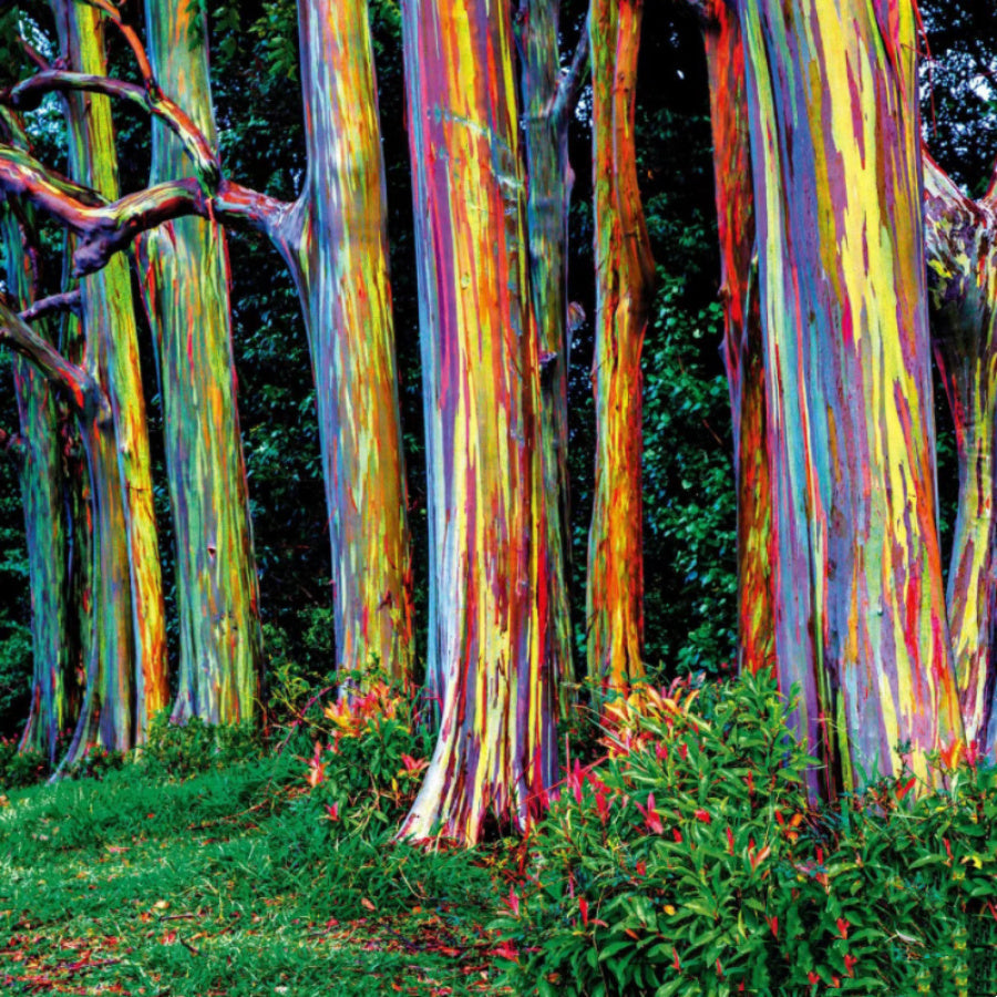 Rare Plant Seeds - 100pcs Rainbow Eucalyptus Hawaiian Seeds - Fast-Growing Tall Apple Landscape Tree - Perfect for Home
